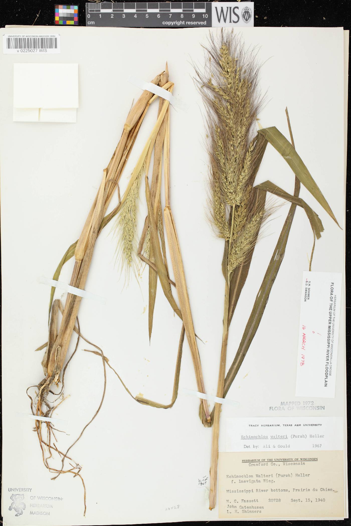 Echinochloa walteri image