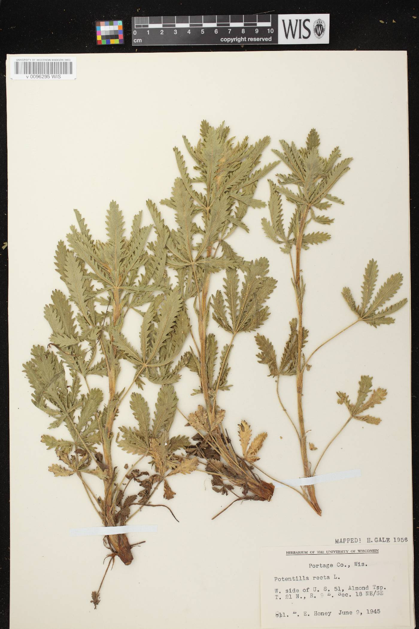 Potentilla recta image