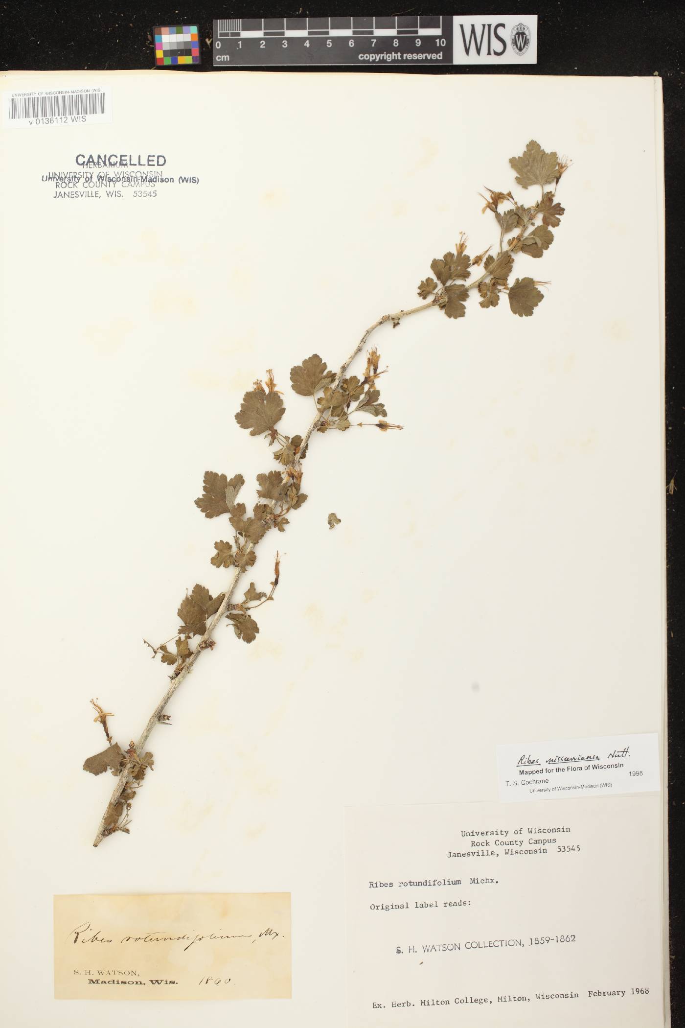 Ribes missouriense image