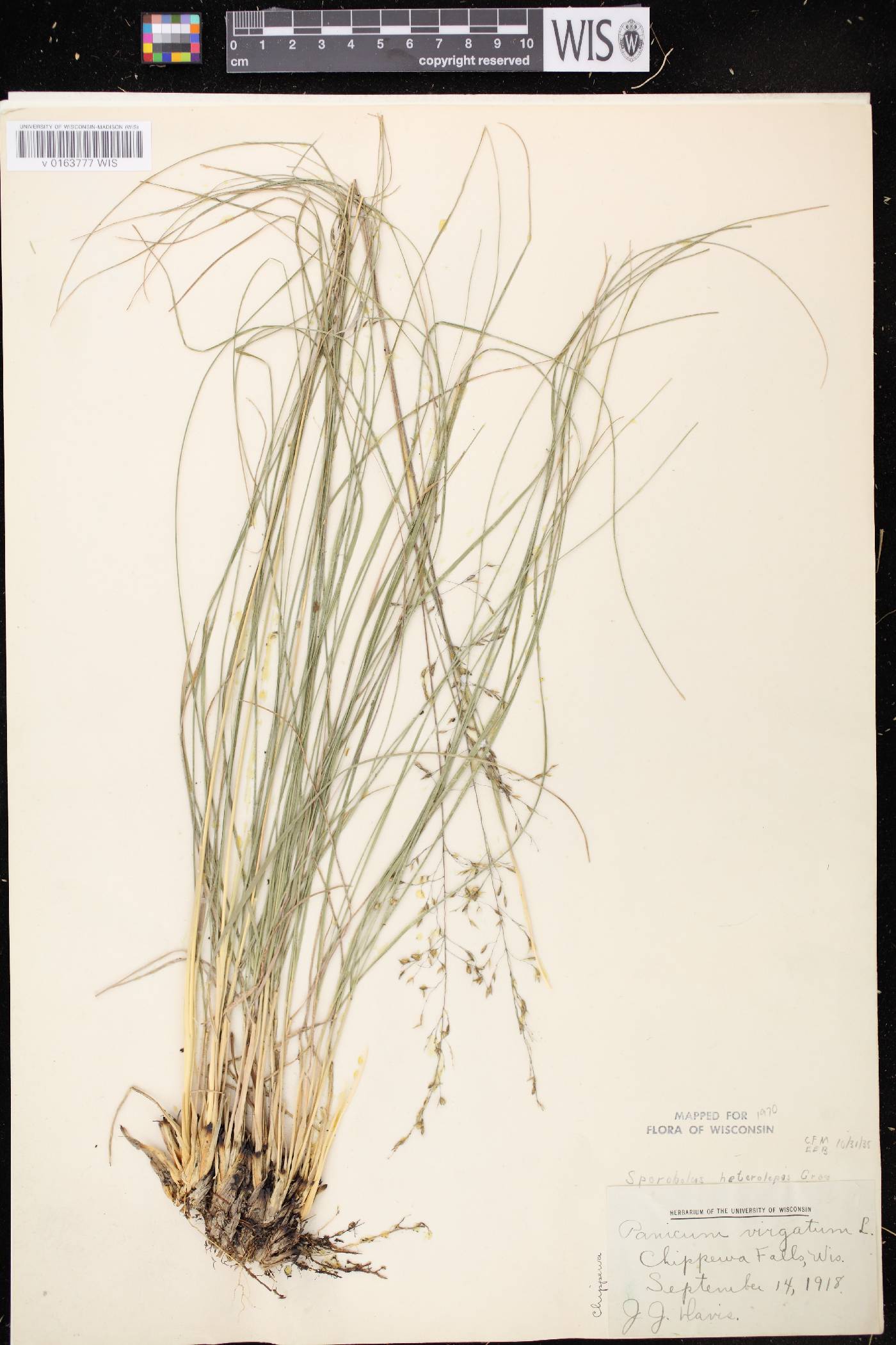 Sporobolus heterolepis image