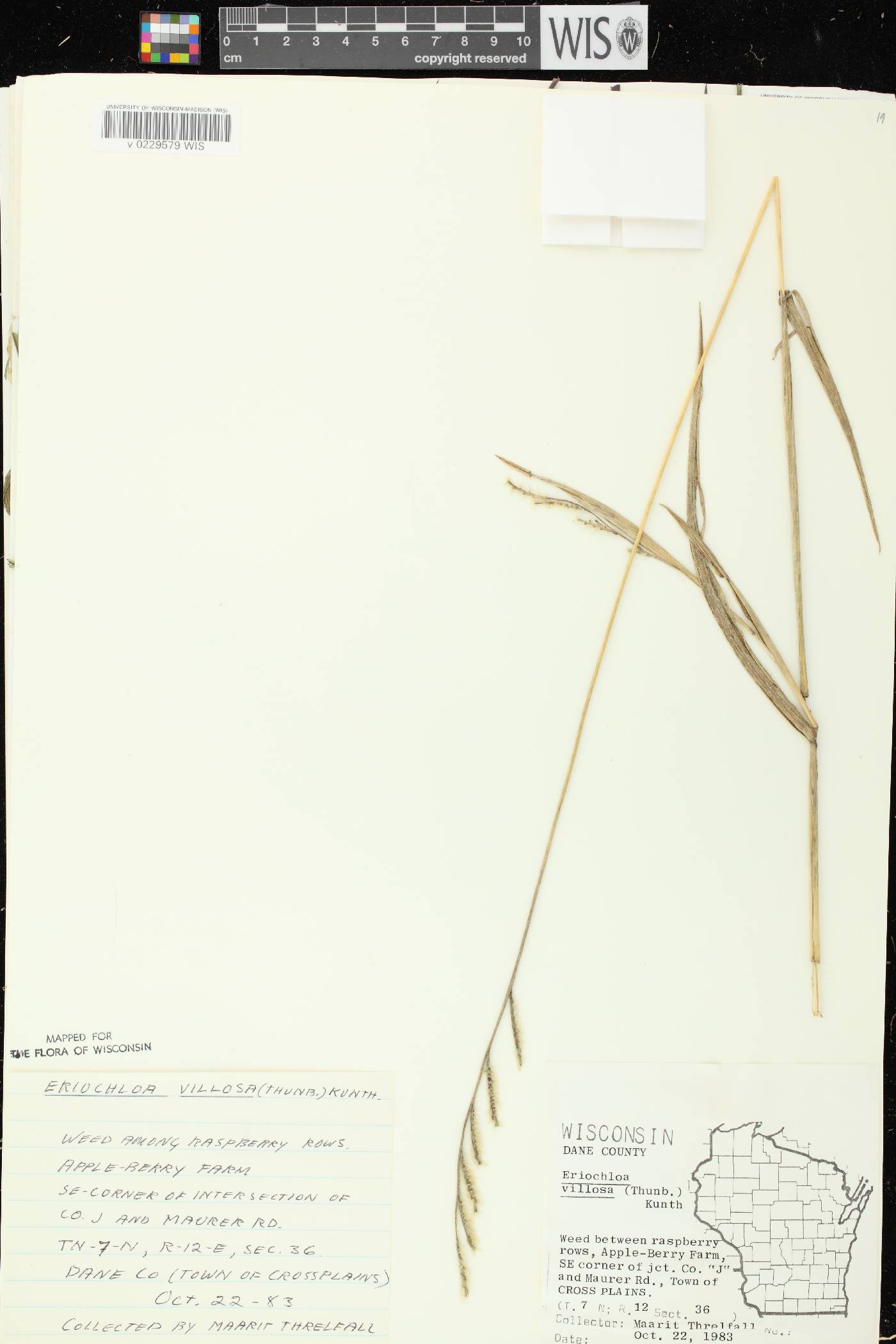 Eriochloa villosa image