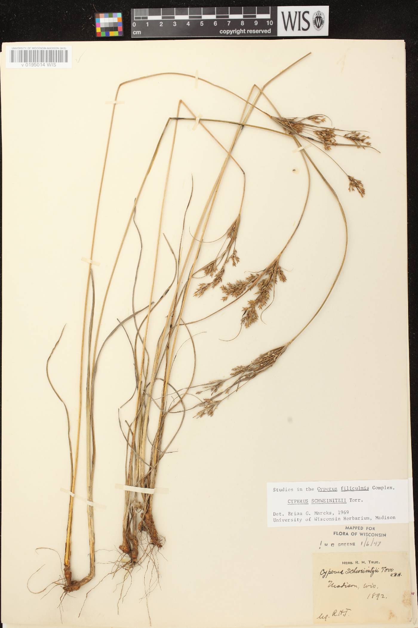 Cyperus schweinitzii image