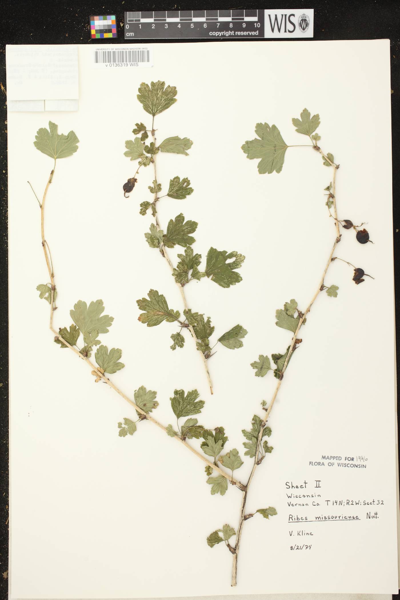 Ribes missouriense image