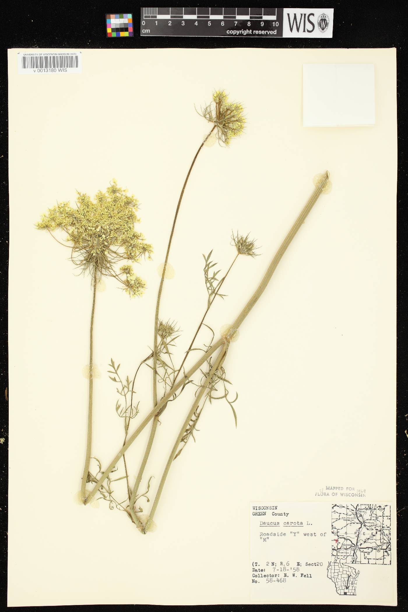 Daucus carota image