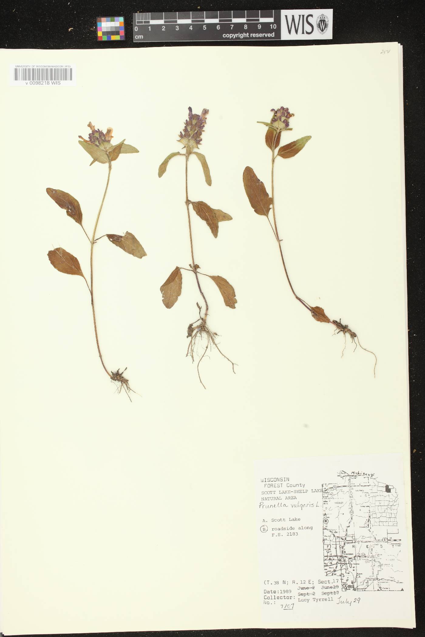 Prunella vulgaris image