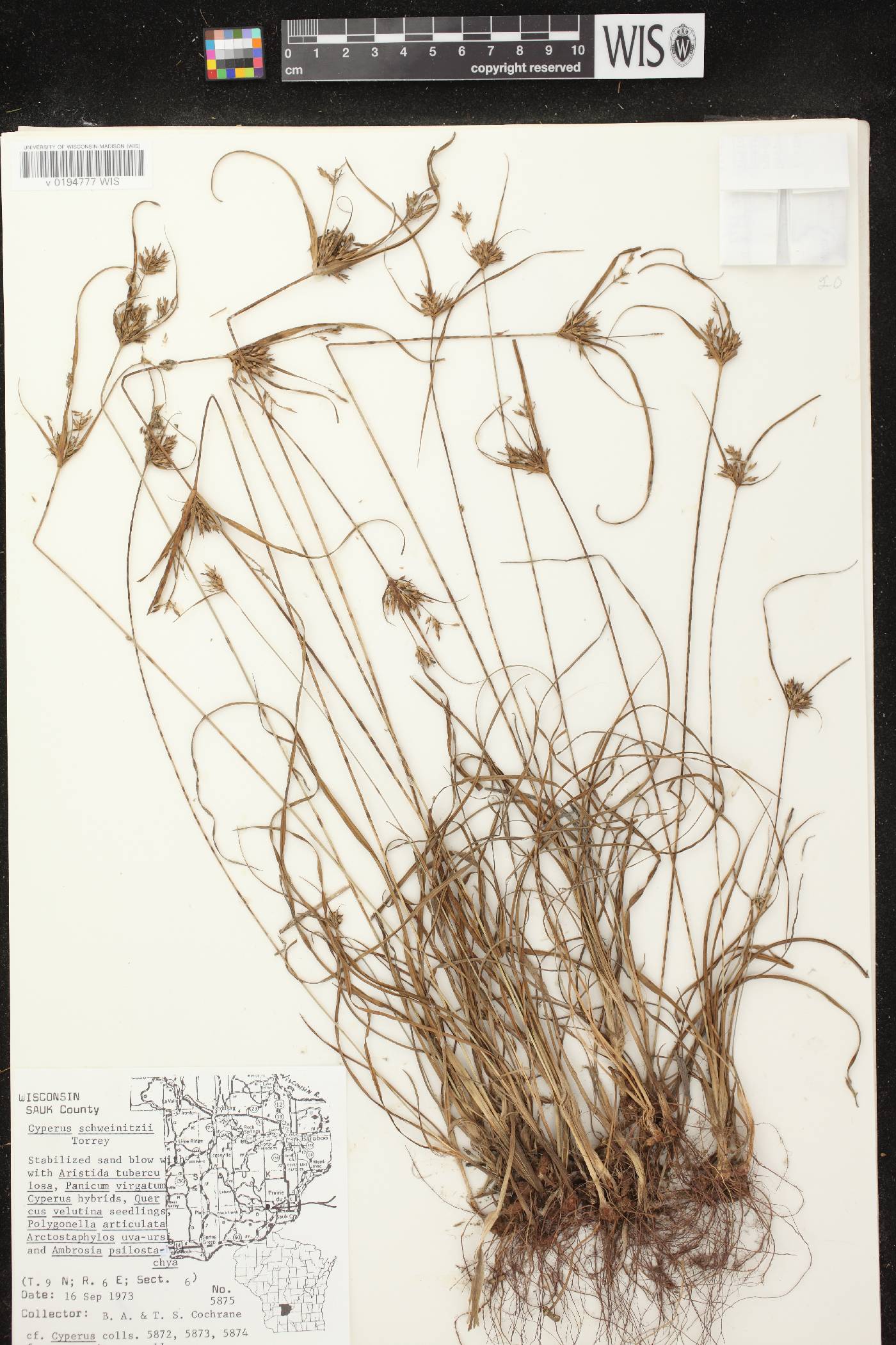 Cyperus schweinitzii image