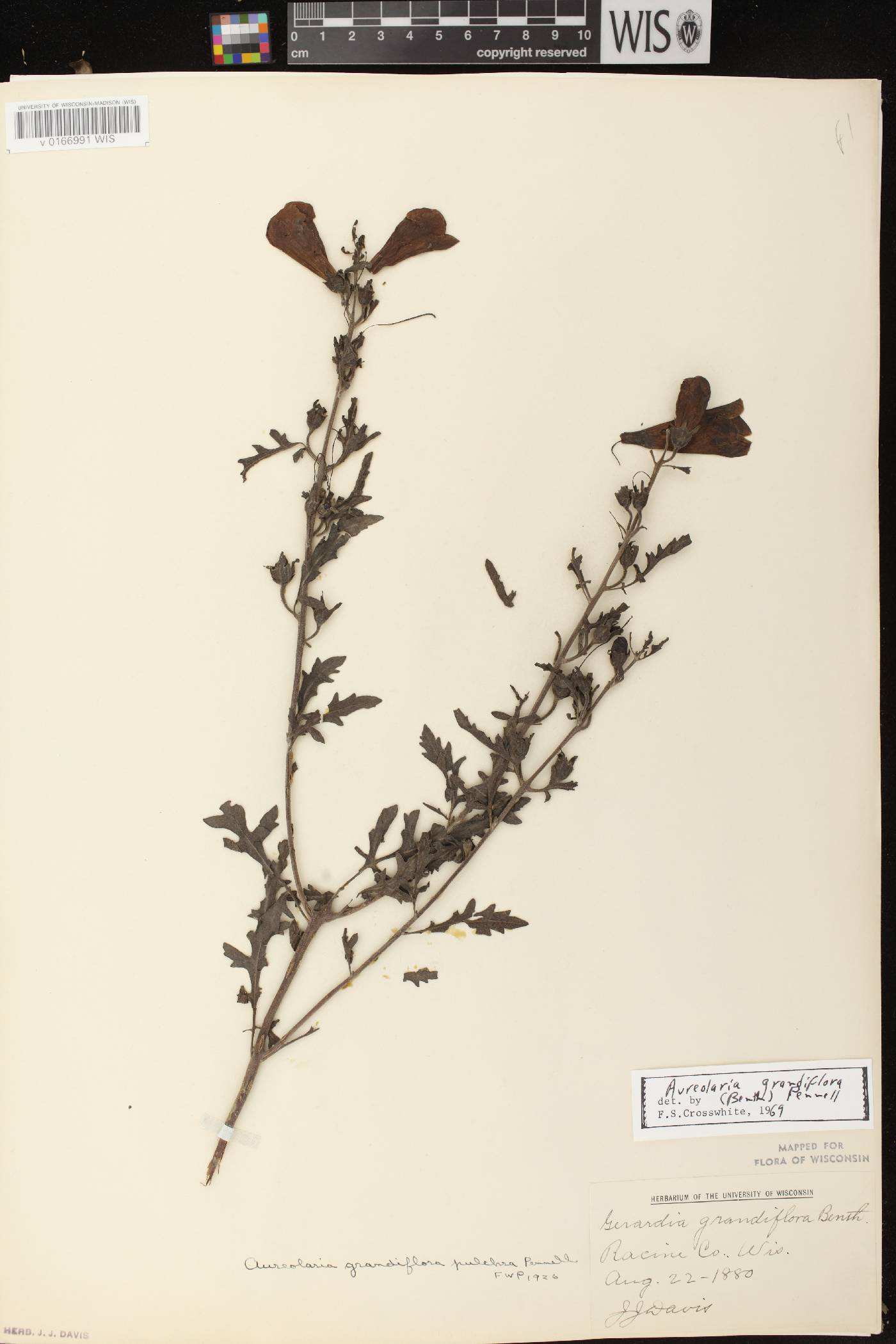 Aureolaria grandiflora var. pulchra image