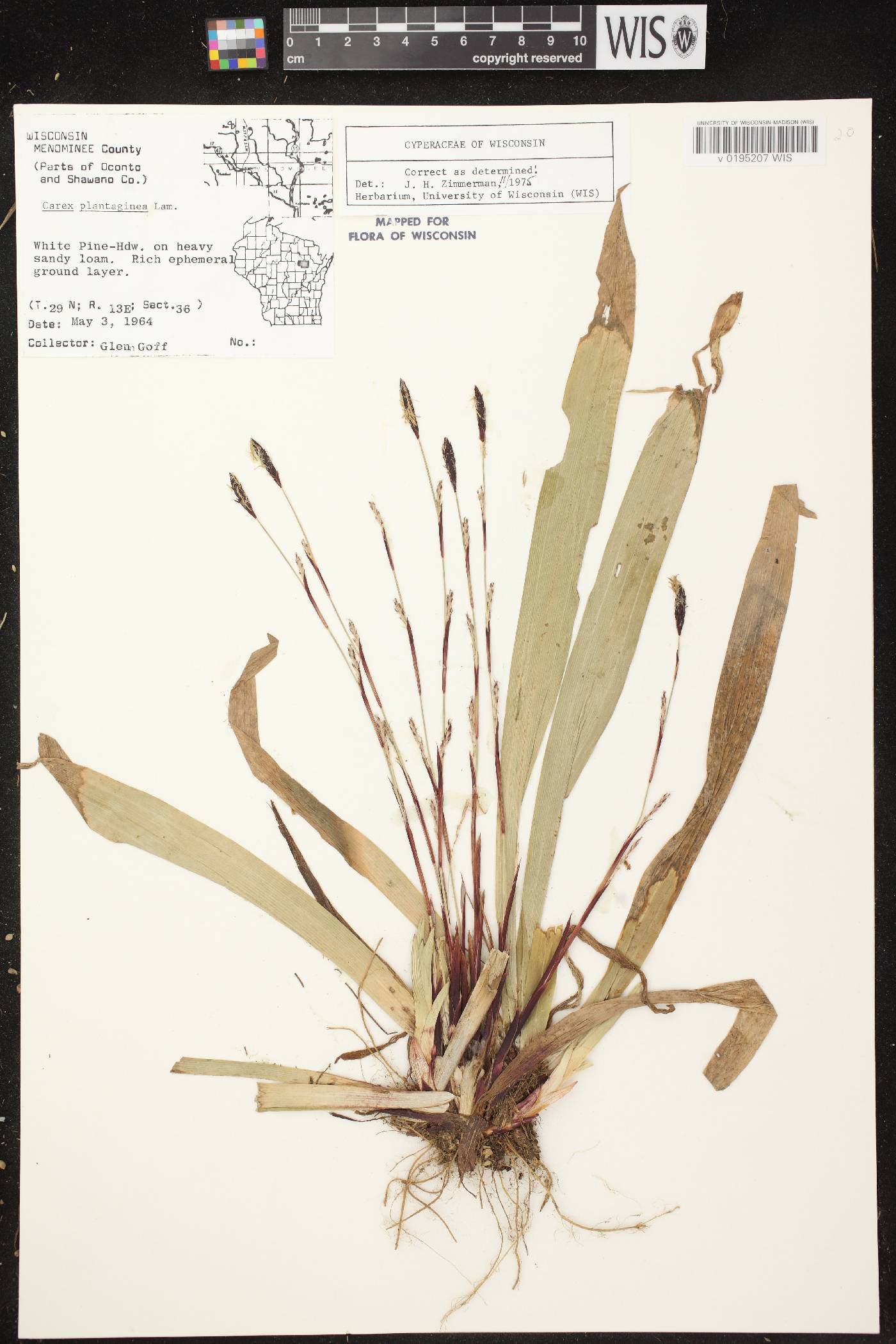 Carex plantaginea image