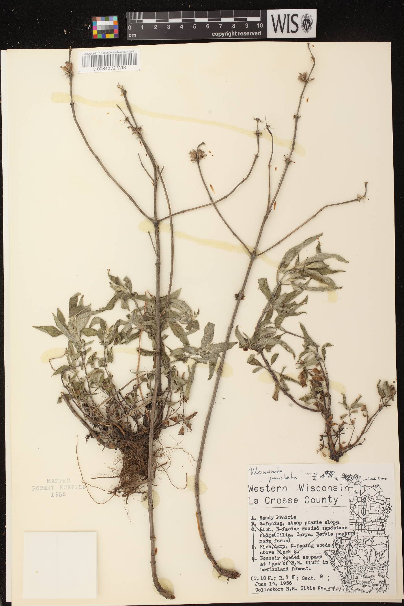 Monarda punctata image