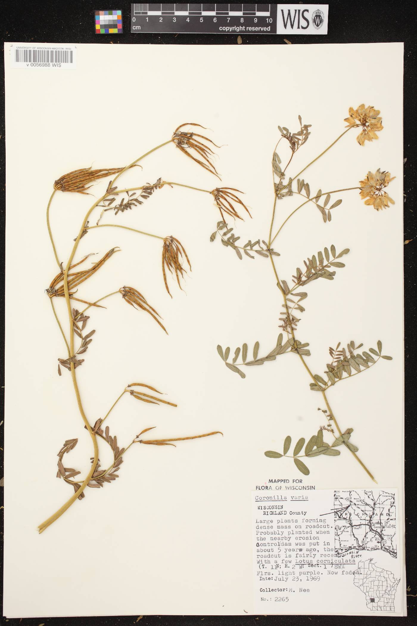 Securigera varia image