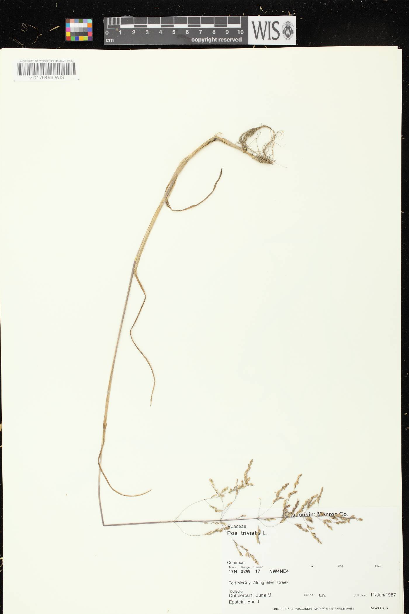 Poa trivialis image