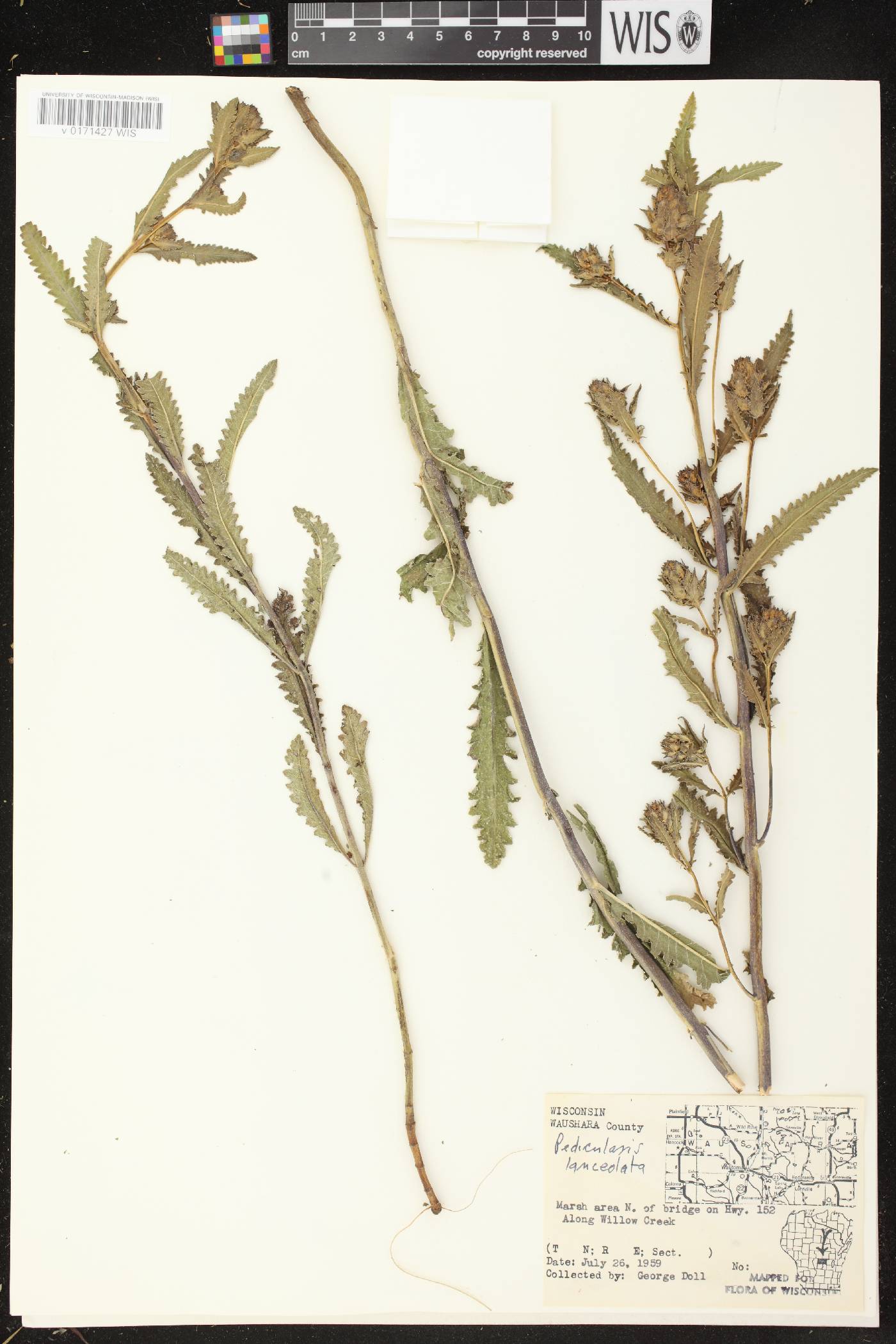 Pedicularis lanceolata image