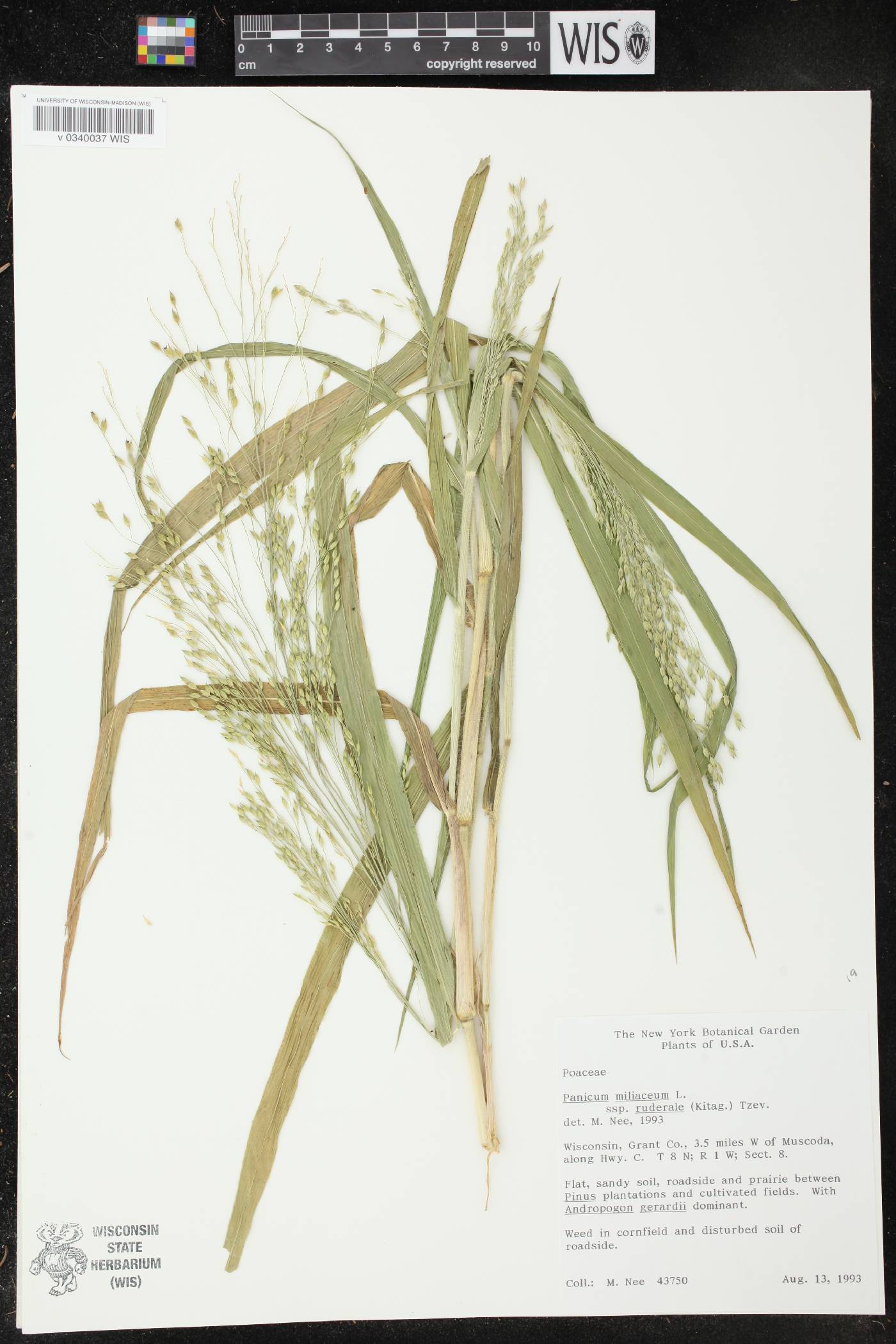 Panicum miliaceum subsp. ruderale image