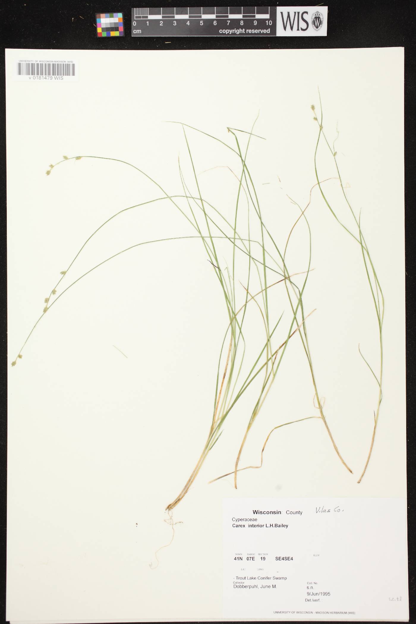 Carex interior image