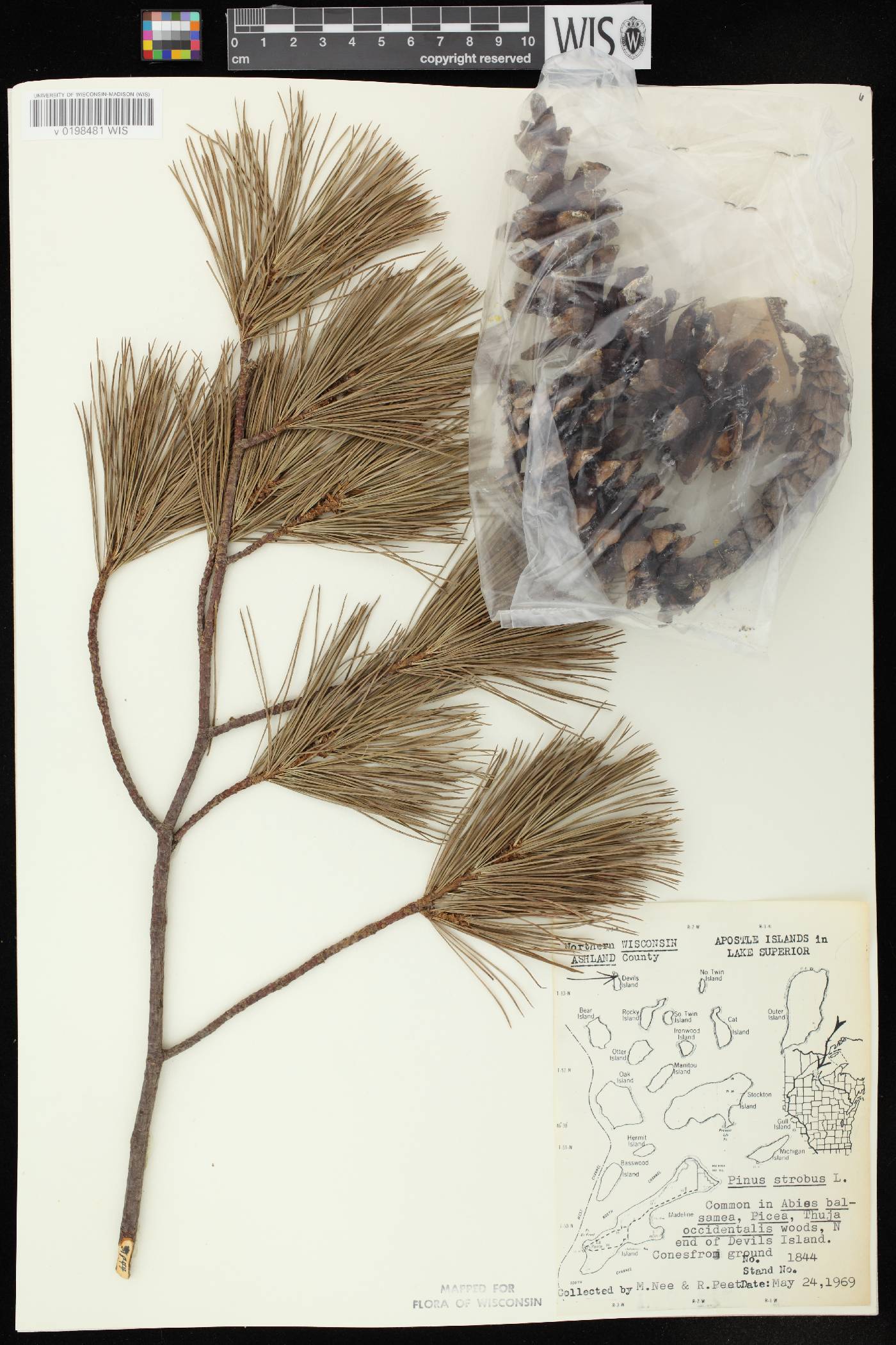 Pinus strobus image