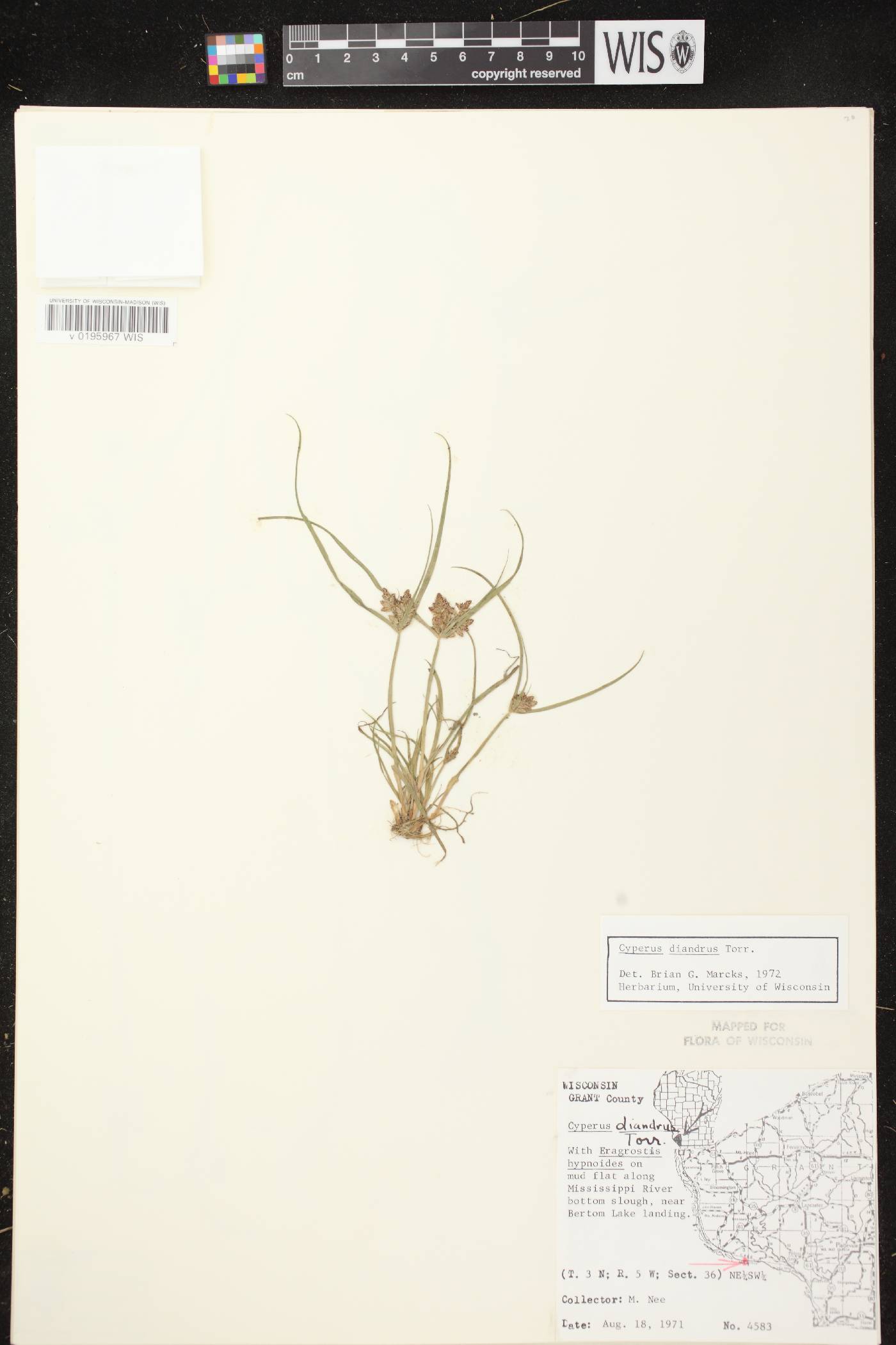 Cyperus diandrus image