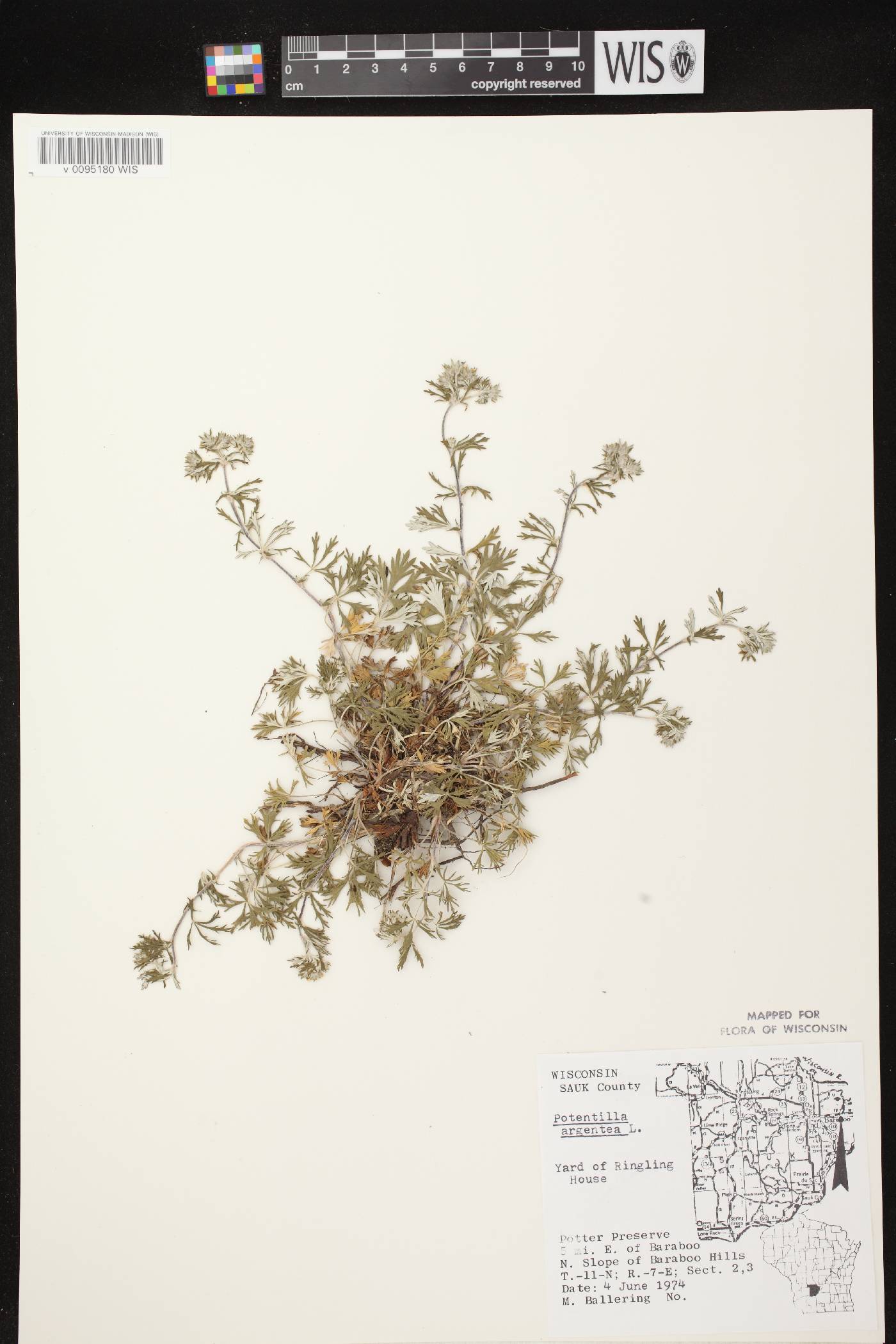 Potentilla argentea image