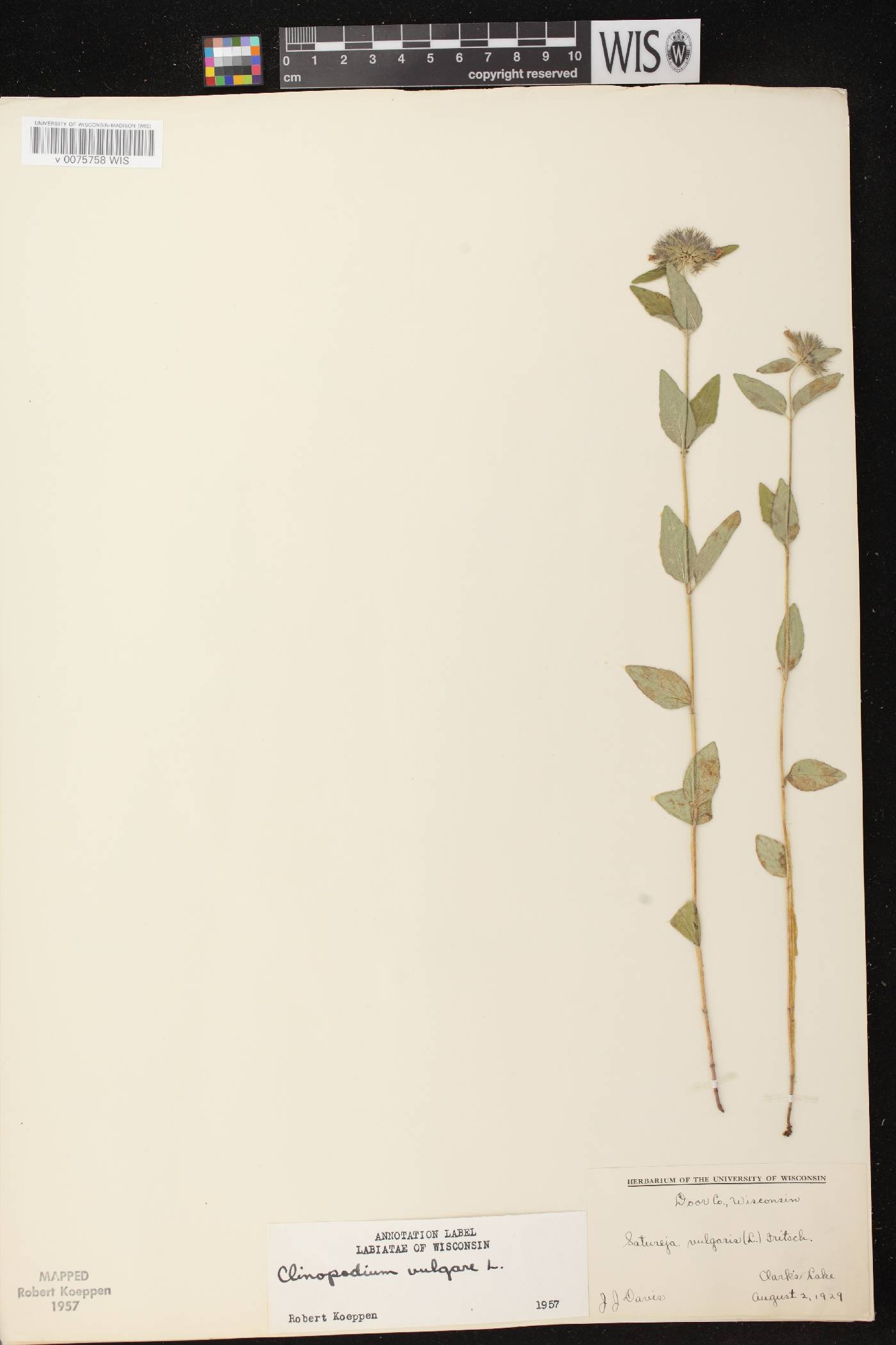 Clinopodium vulgare image