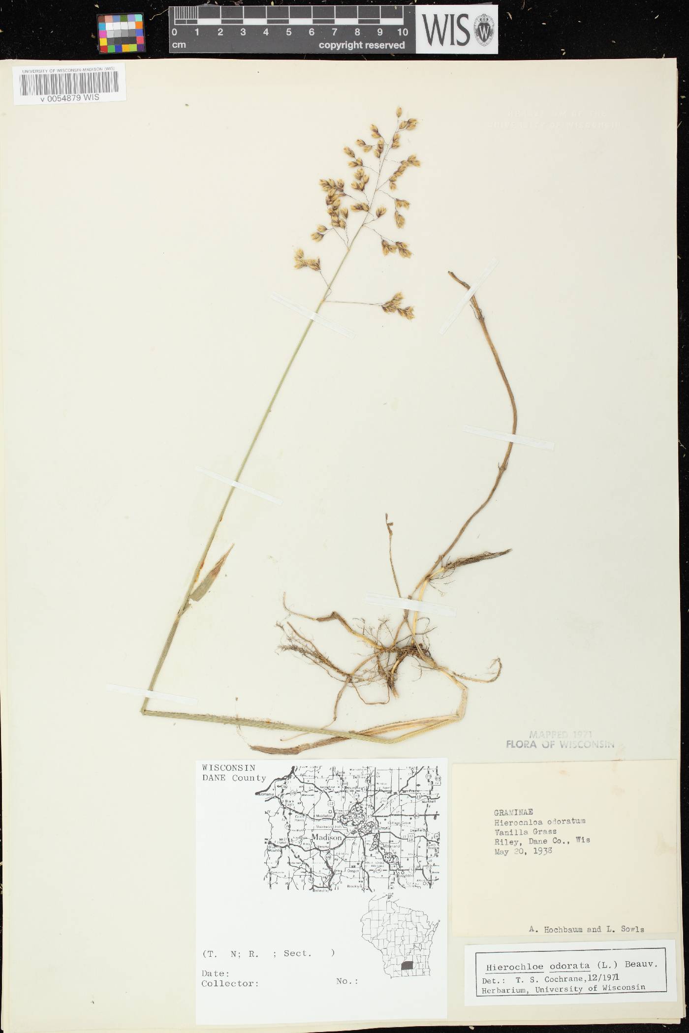 Anthoxanthum hirtum subsp. arcticum image