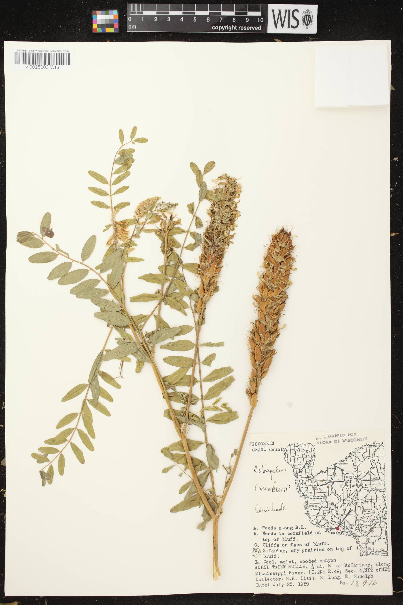 Astragalus canadensis var. canadensis image