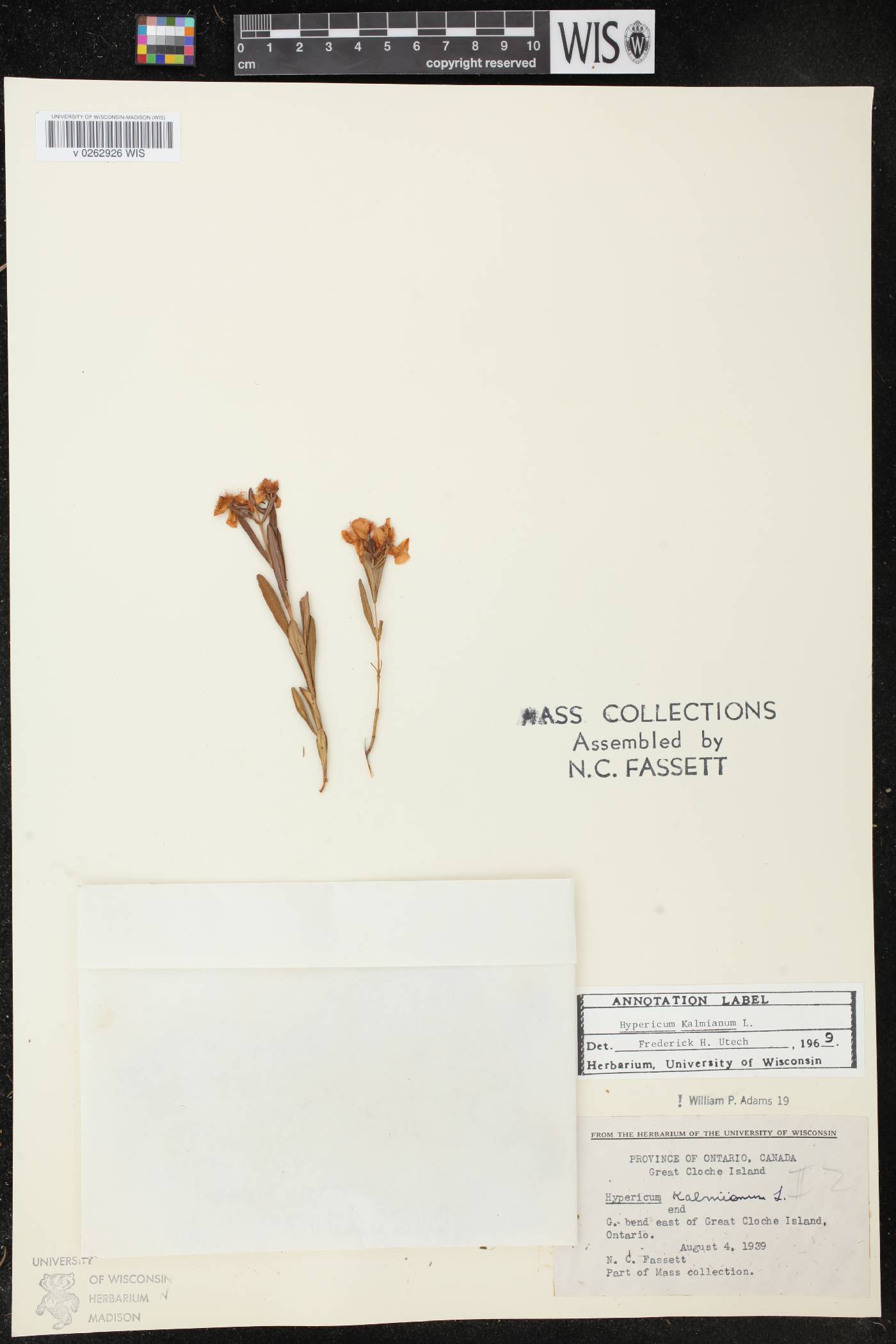 Hypericum kalmianum image
