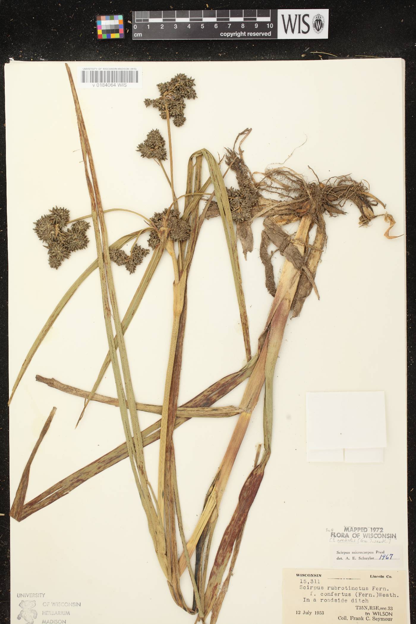 Scirpus microcarpus image