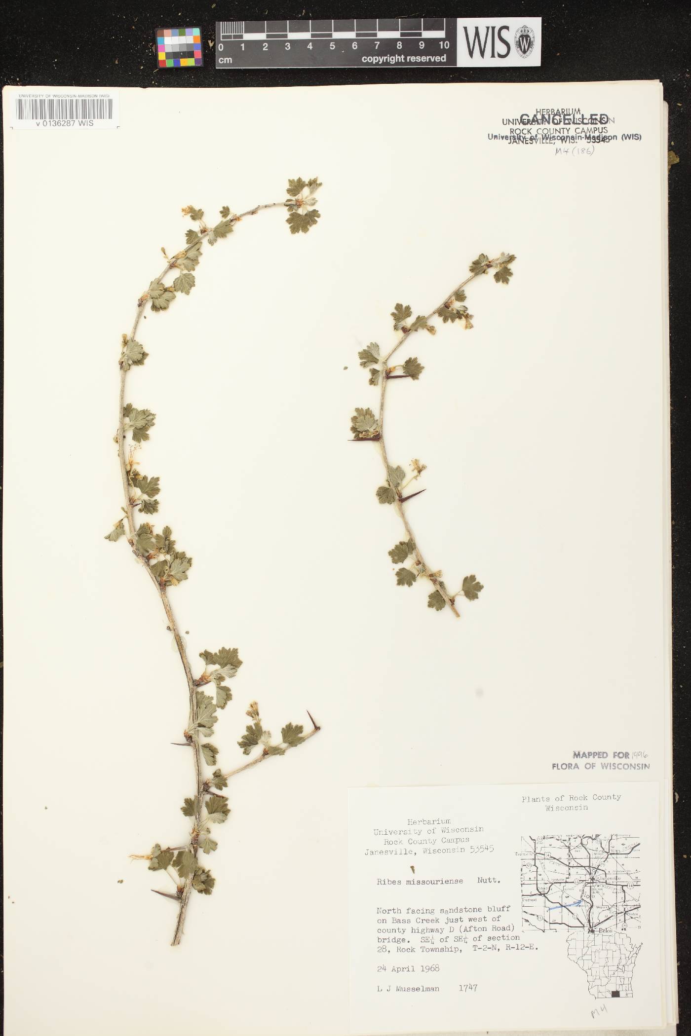 Ribes missouriense image