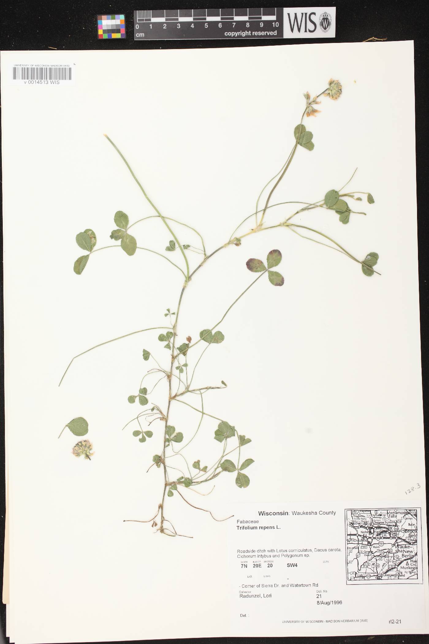 Trifolium repens image