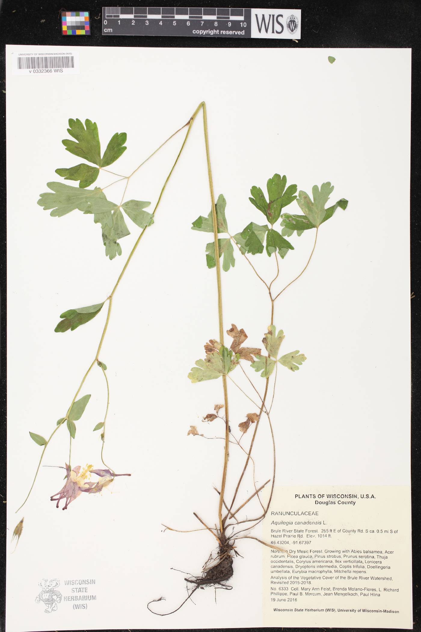 Aquilegia canadensis image