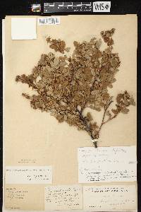 Image of Rosa x palustriformis