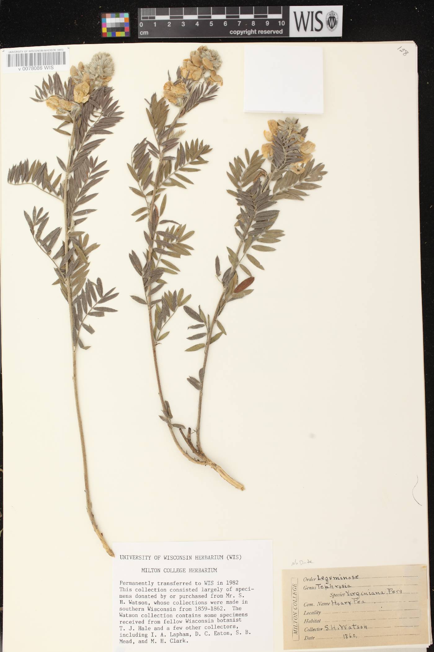 Tephrosia virginiana image
