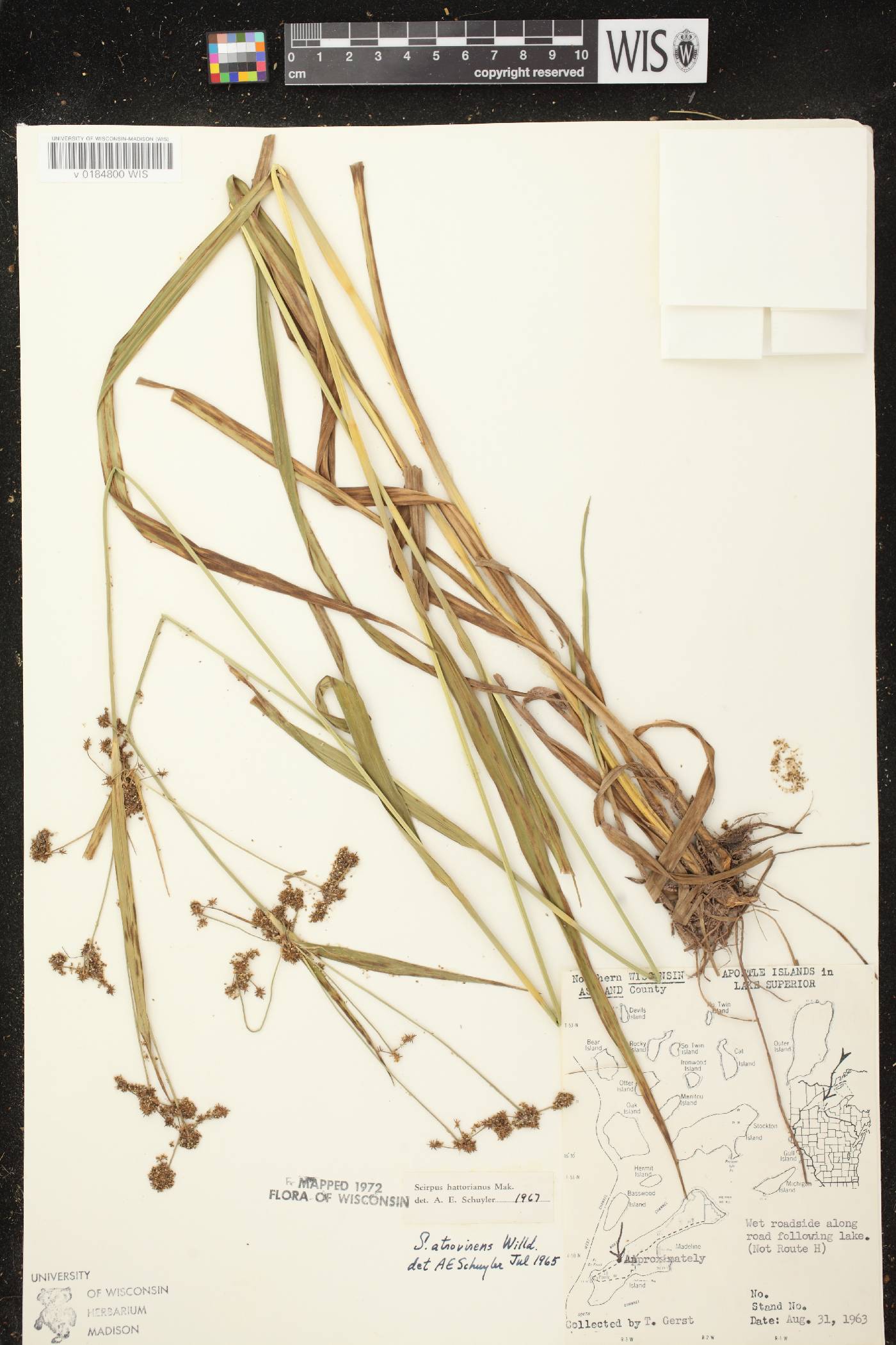 Scirpus hattorianus image