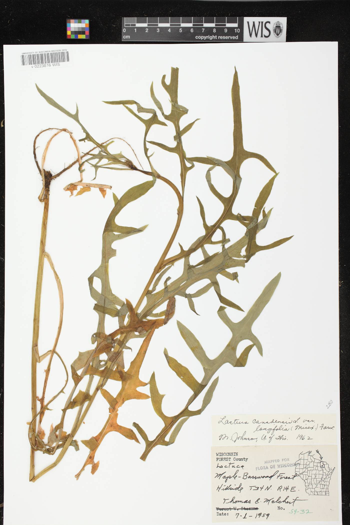 Lactuca canadensis image