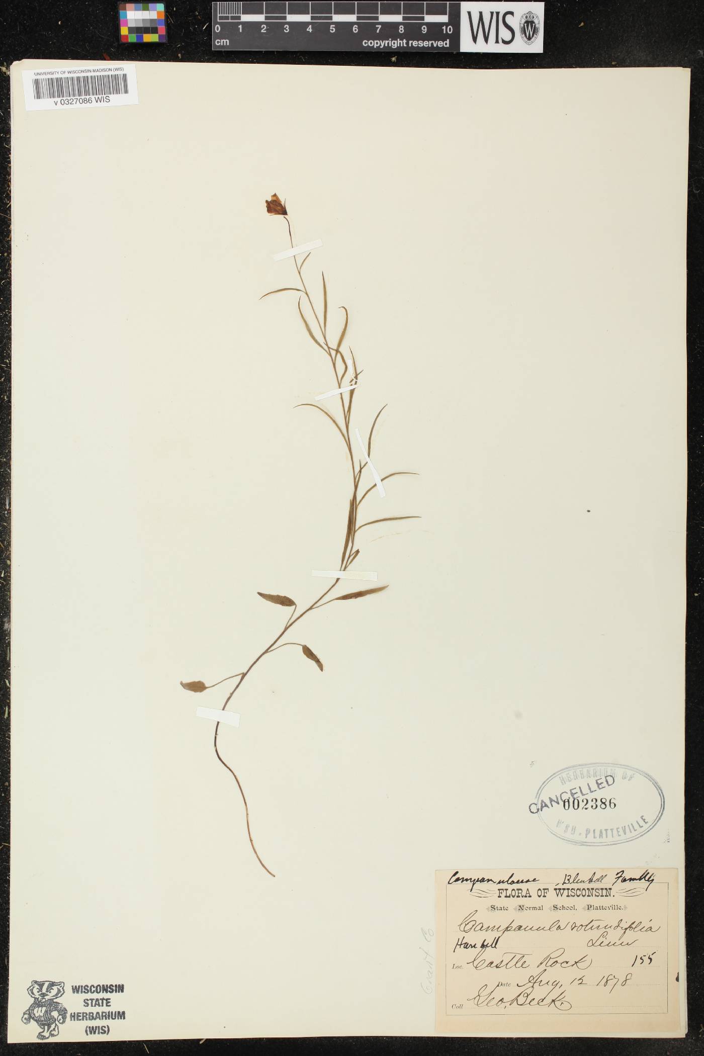 Campanula rotundifolia image