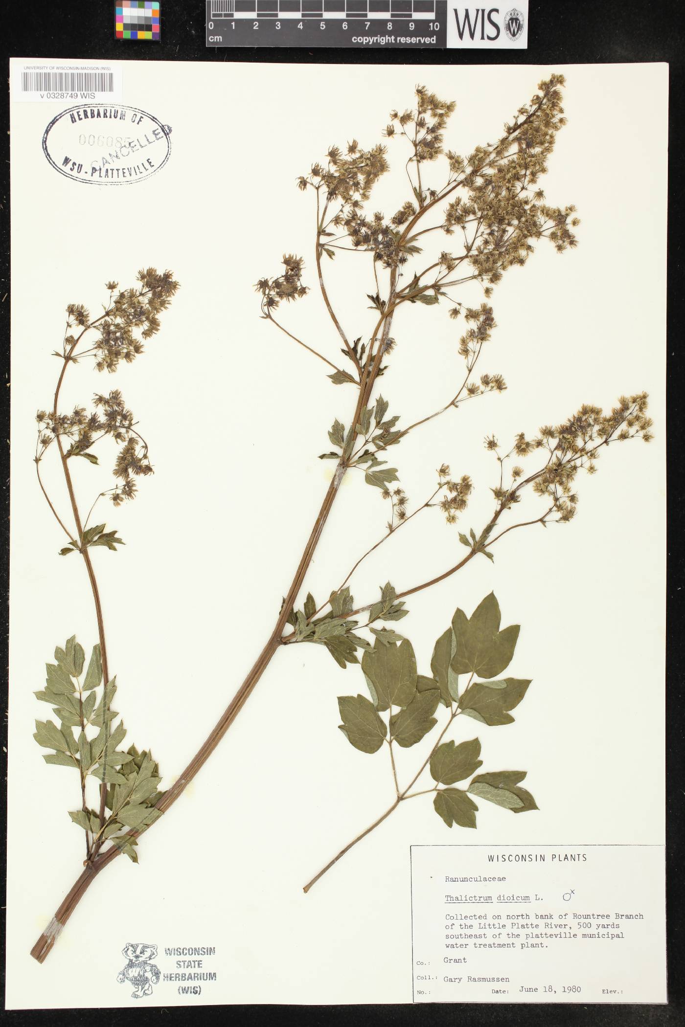 Thalictrum dioicum image