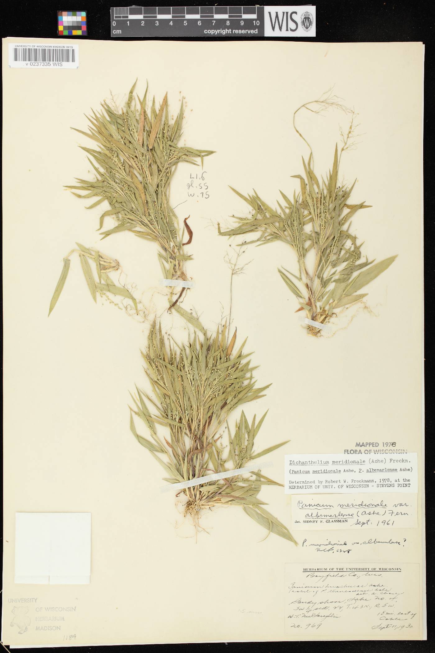 Dichanthelium meridionale image