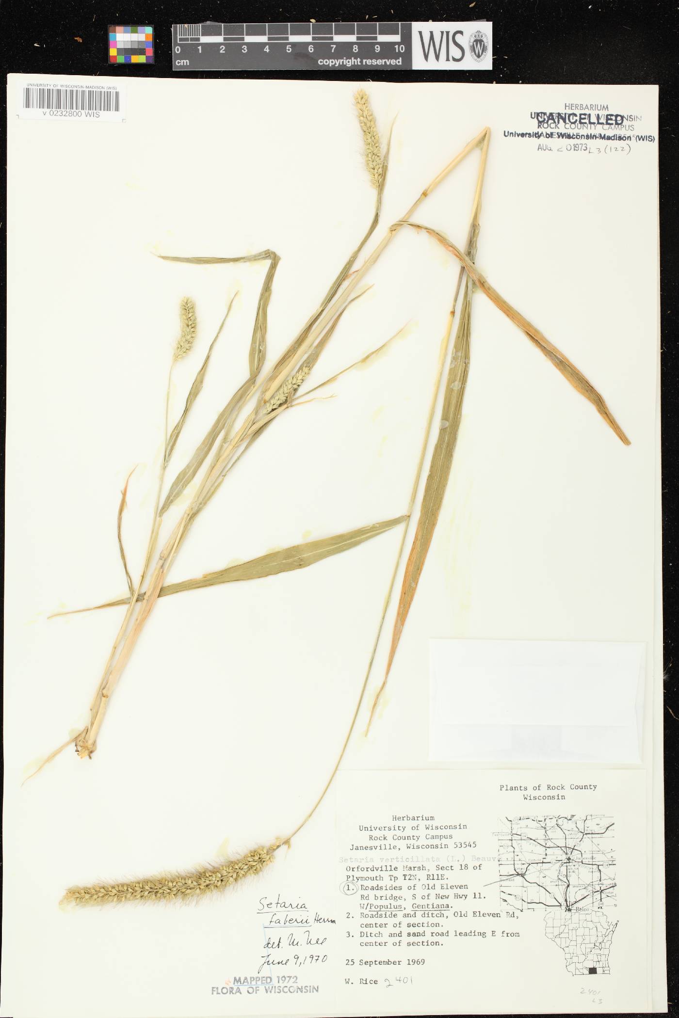 Setaria faberi image