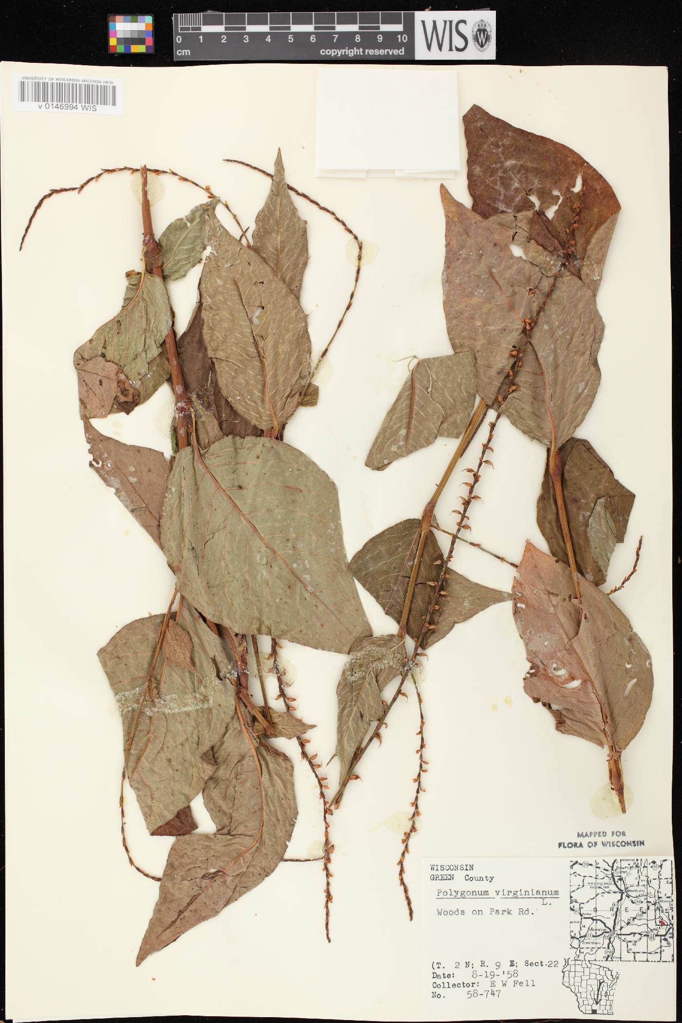 Persicaria virginiana image