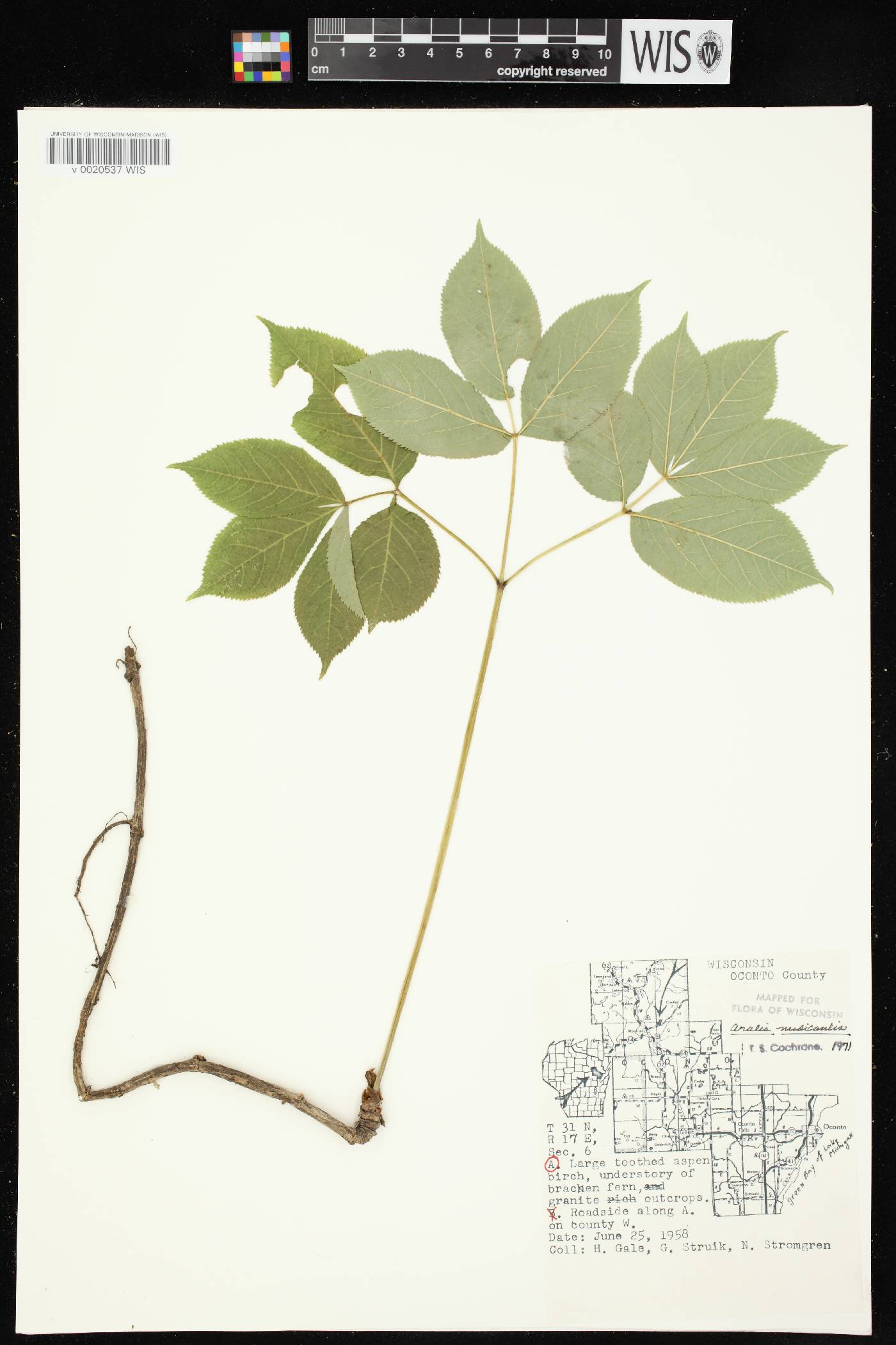 Aralia nudicaulis image