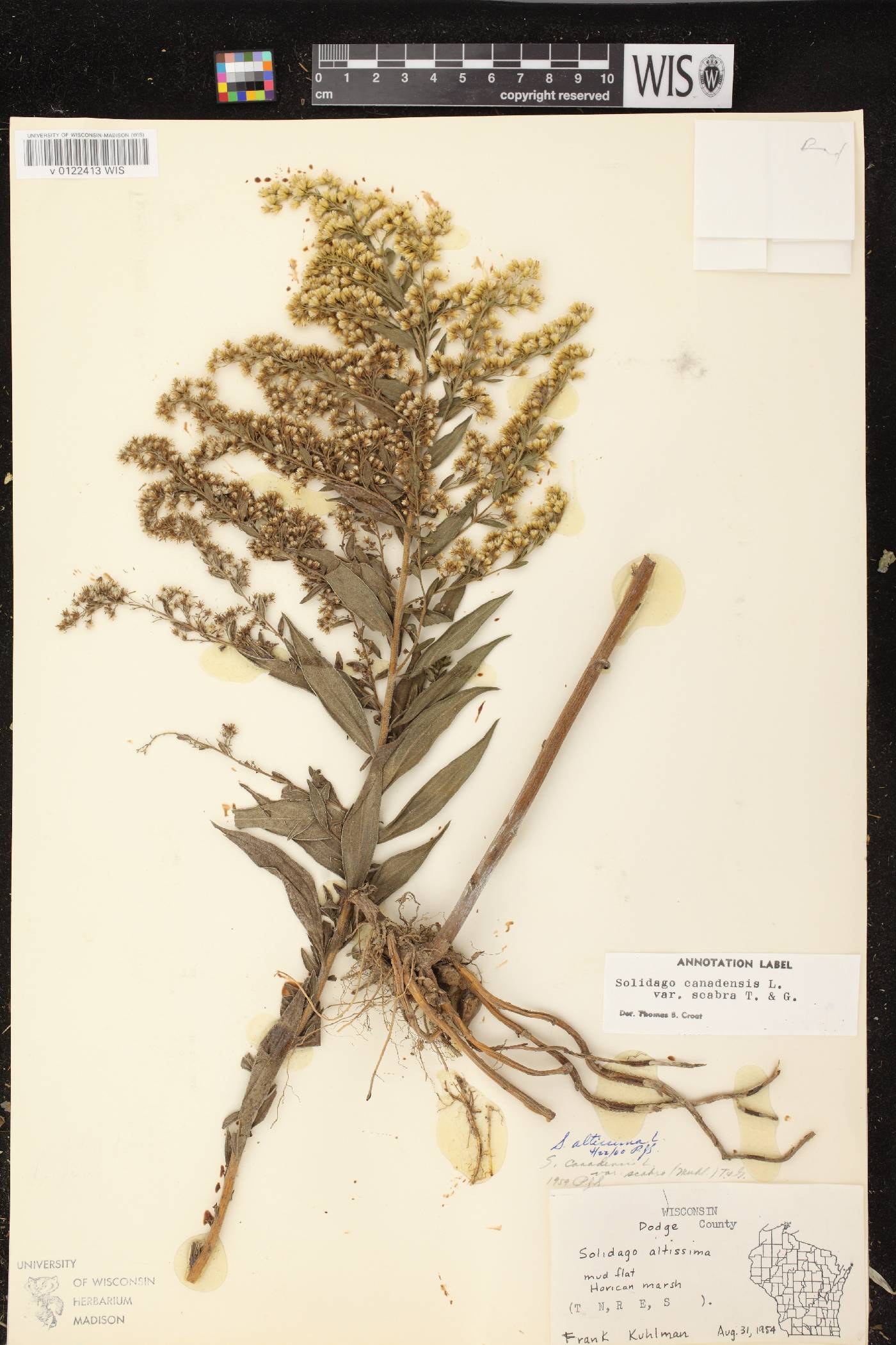 Solidago altissima subsp. altissima image