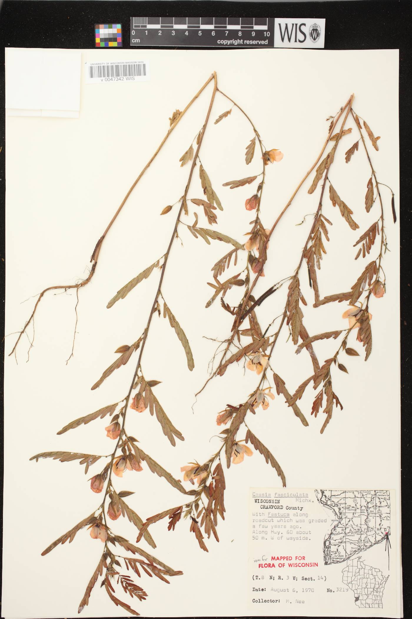 Chamaecrista fasciculata image