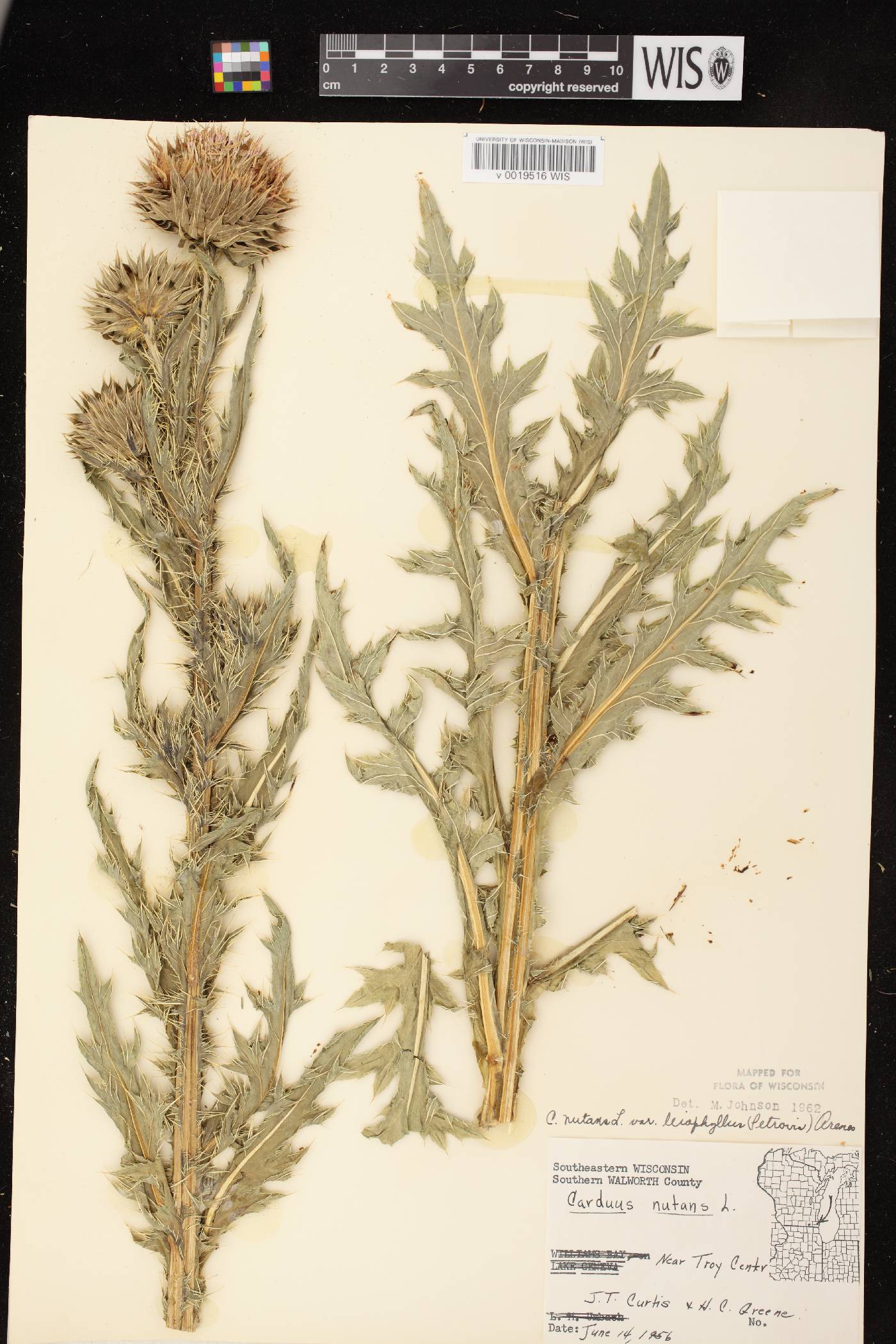 Carduus nutans image