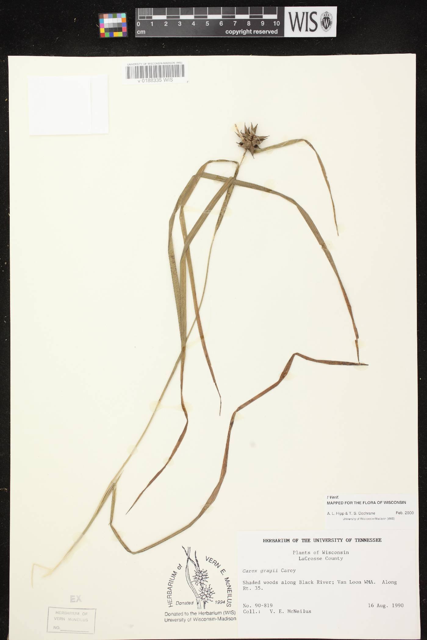 Carex grayi image