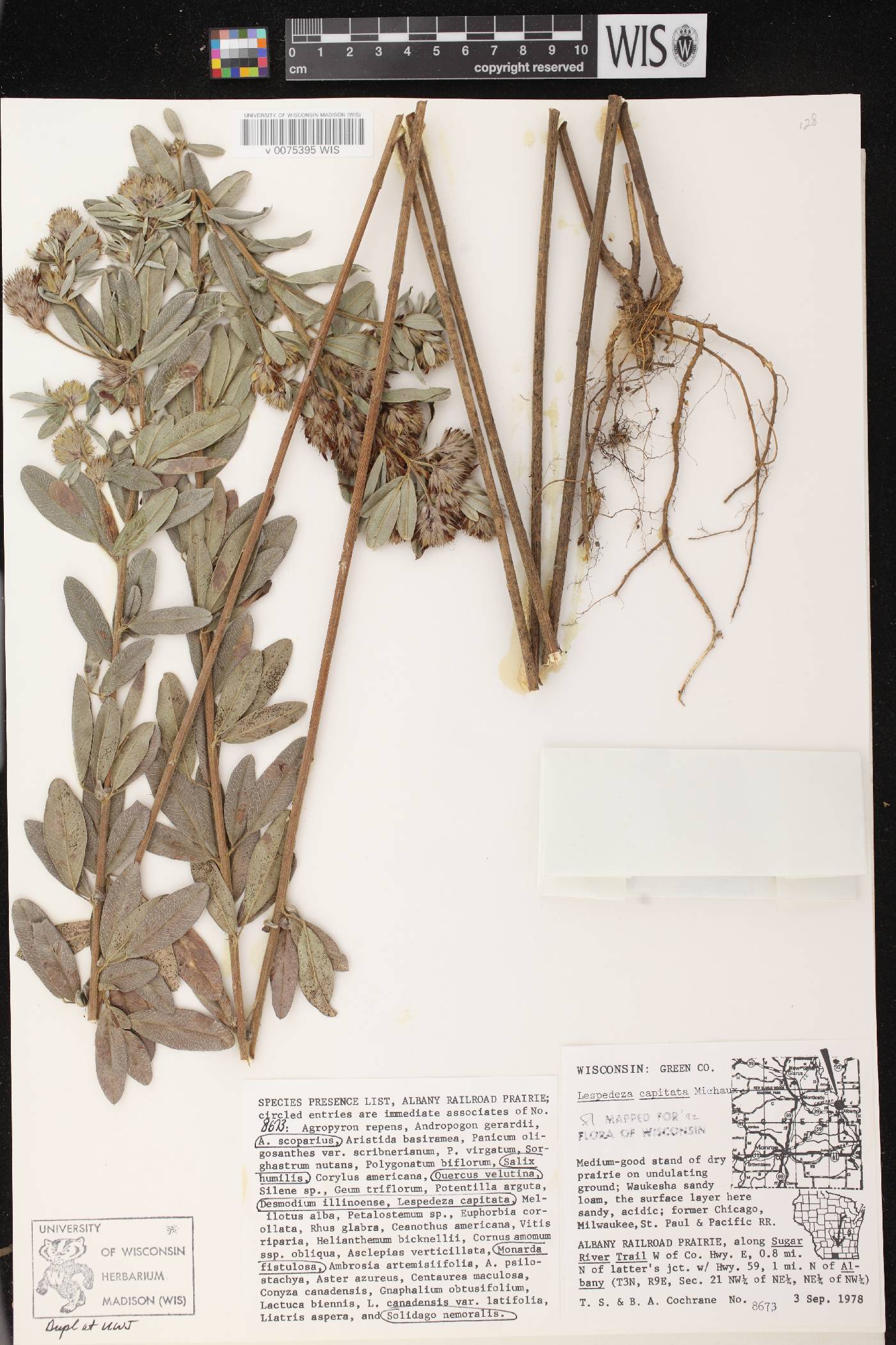 Lespedeza capitata image