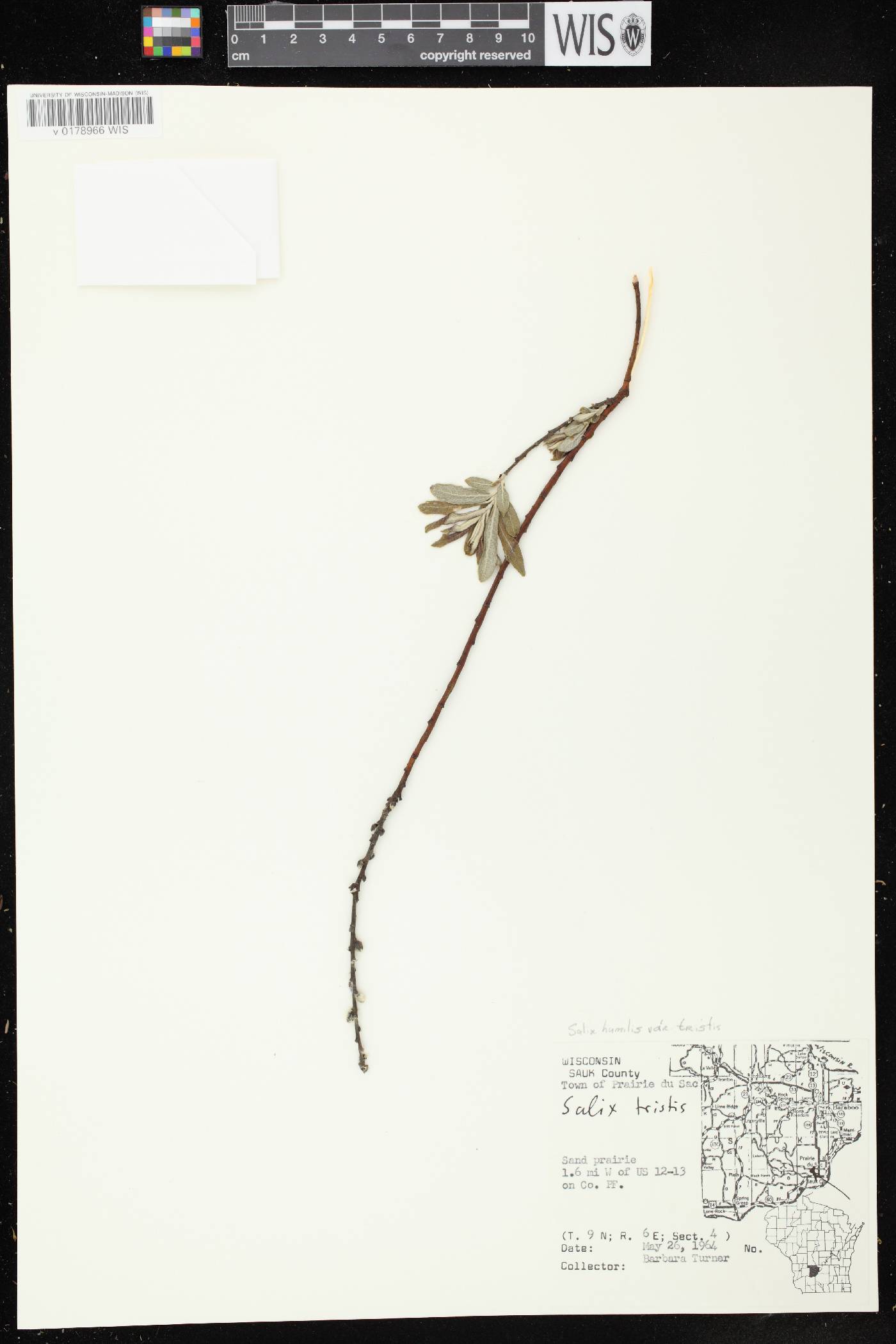 Salix humilis var. tristis image