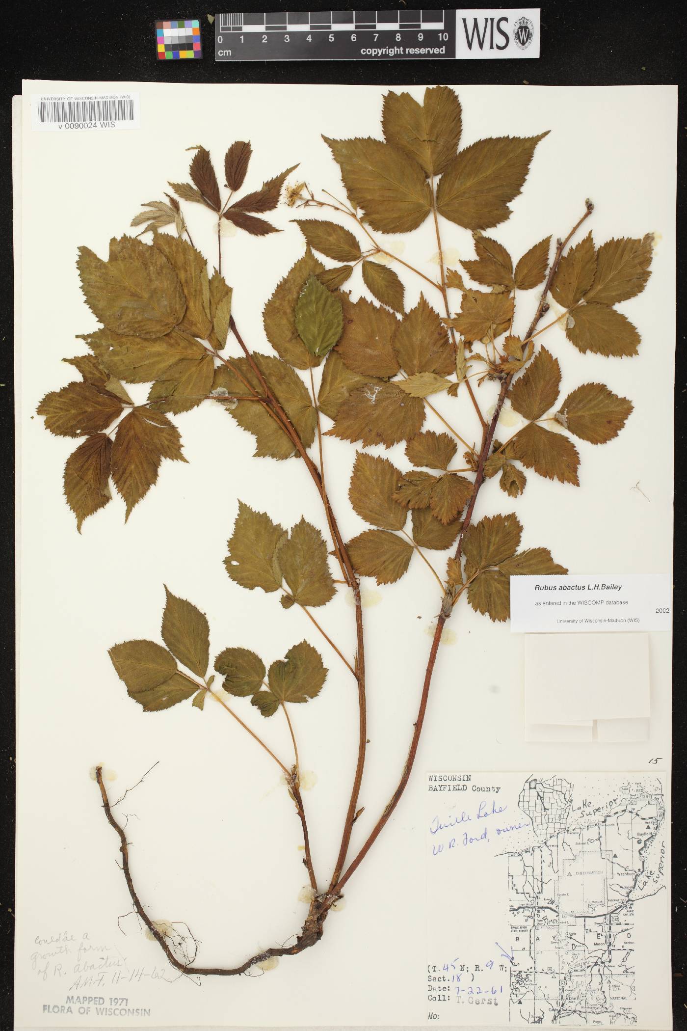 Rubus pensilvanicus image