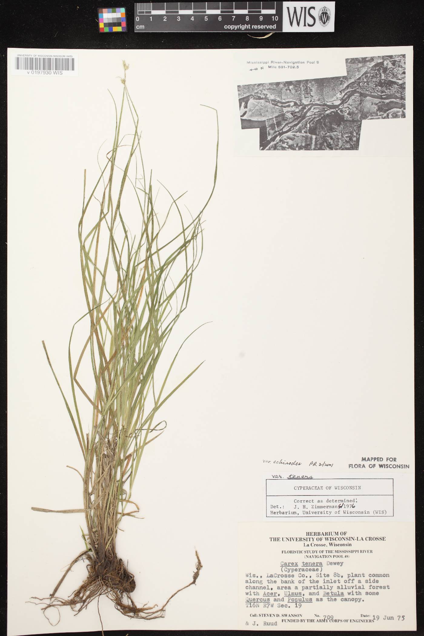 Carex echinodes image