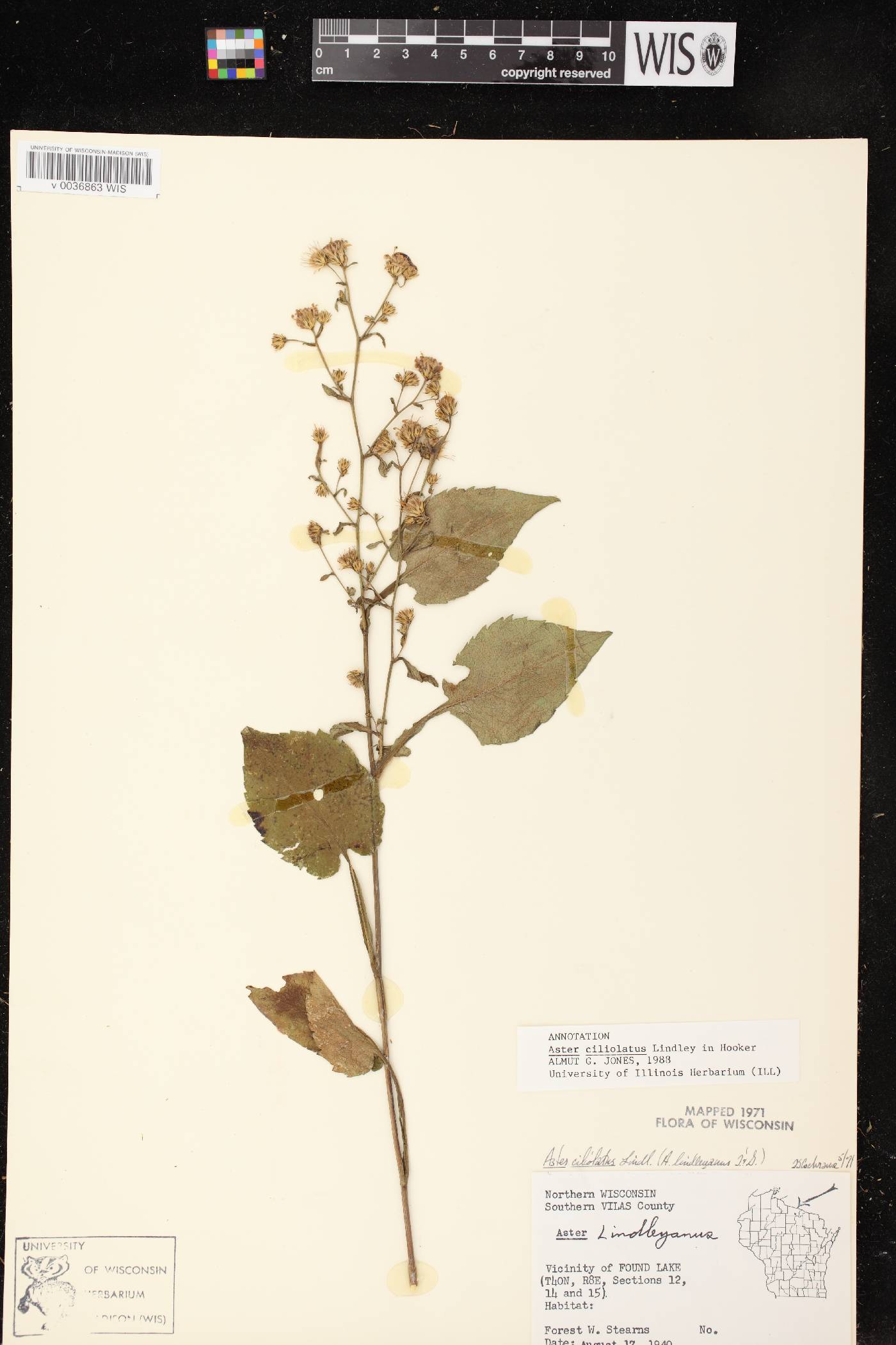 Symphyotrichum ciliolatum image