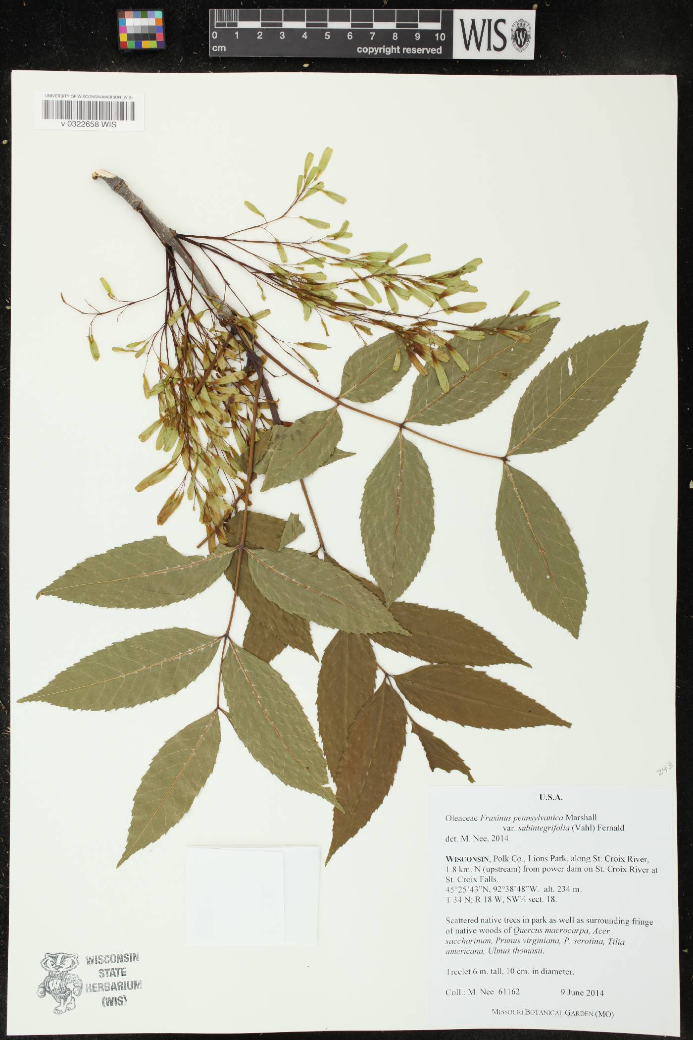 Fraxinus pennsylvanica image