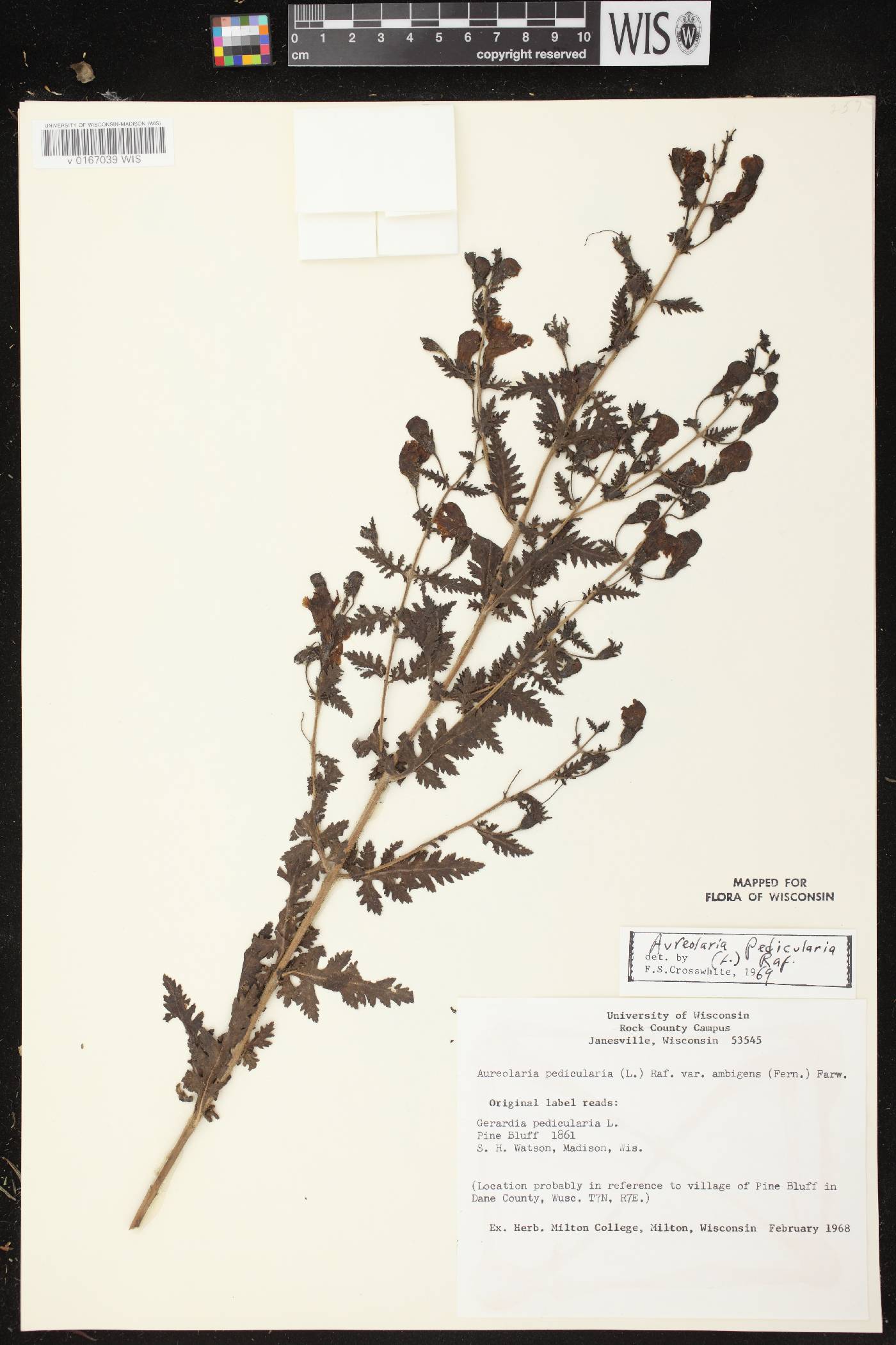 Aureolaria pedicularia image
